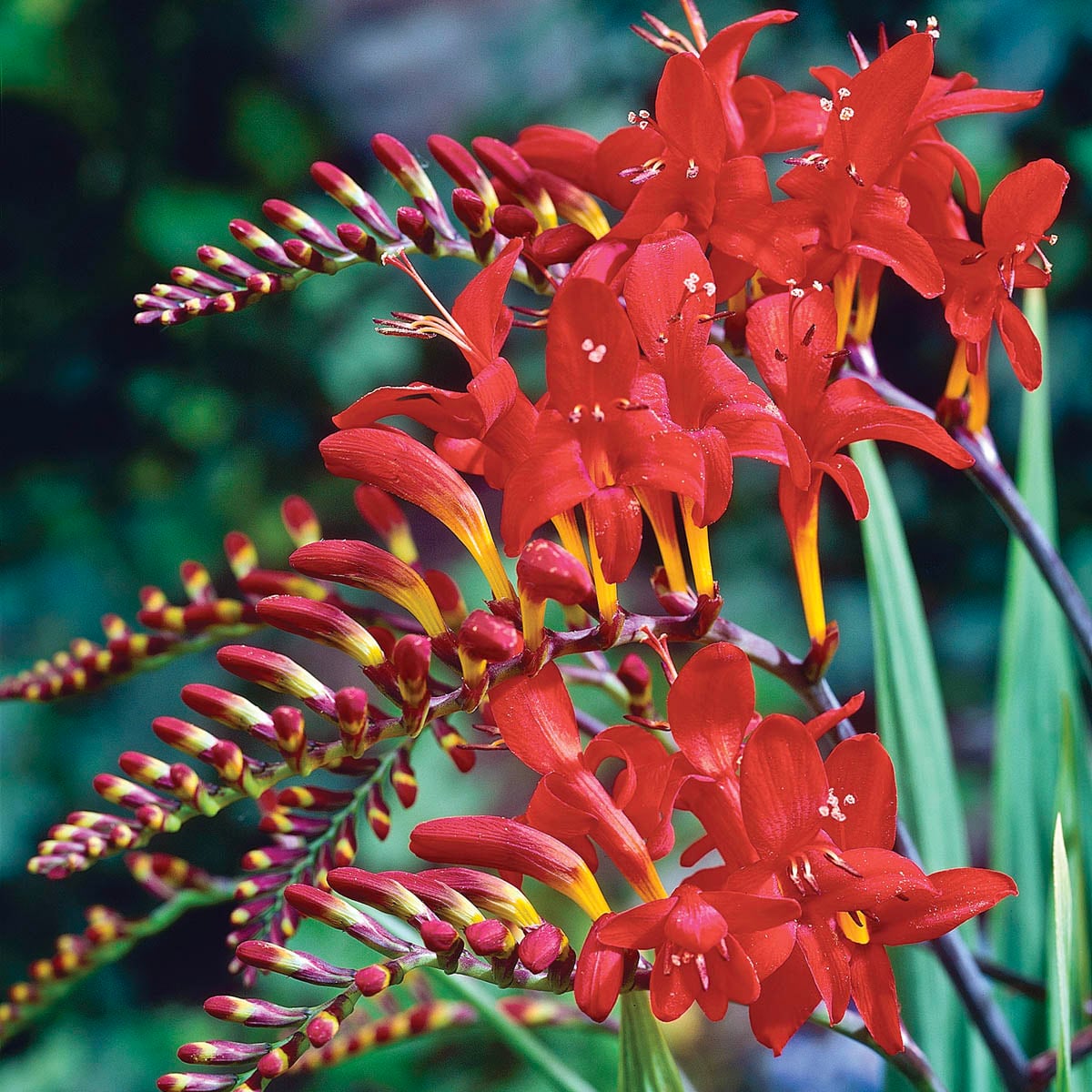 Direct Gardening 96059 Red Flowering Lucifer Crocosmia Dormant Bulbs 10 Count