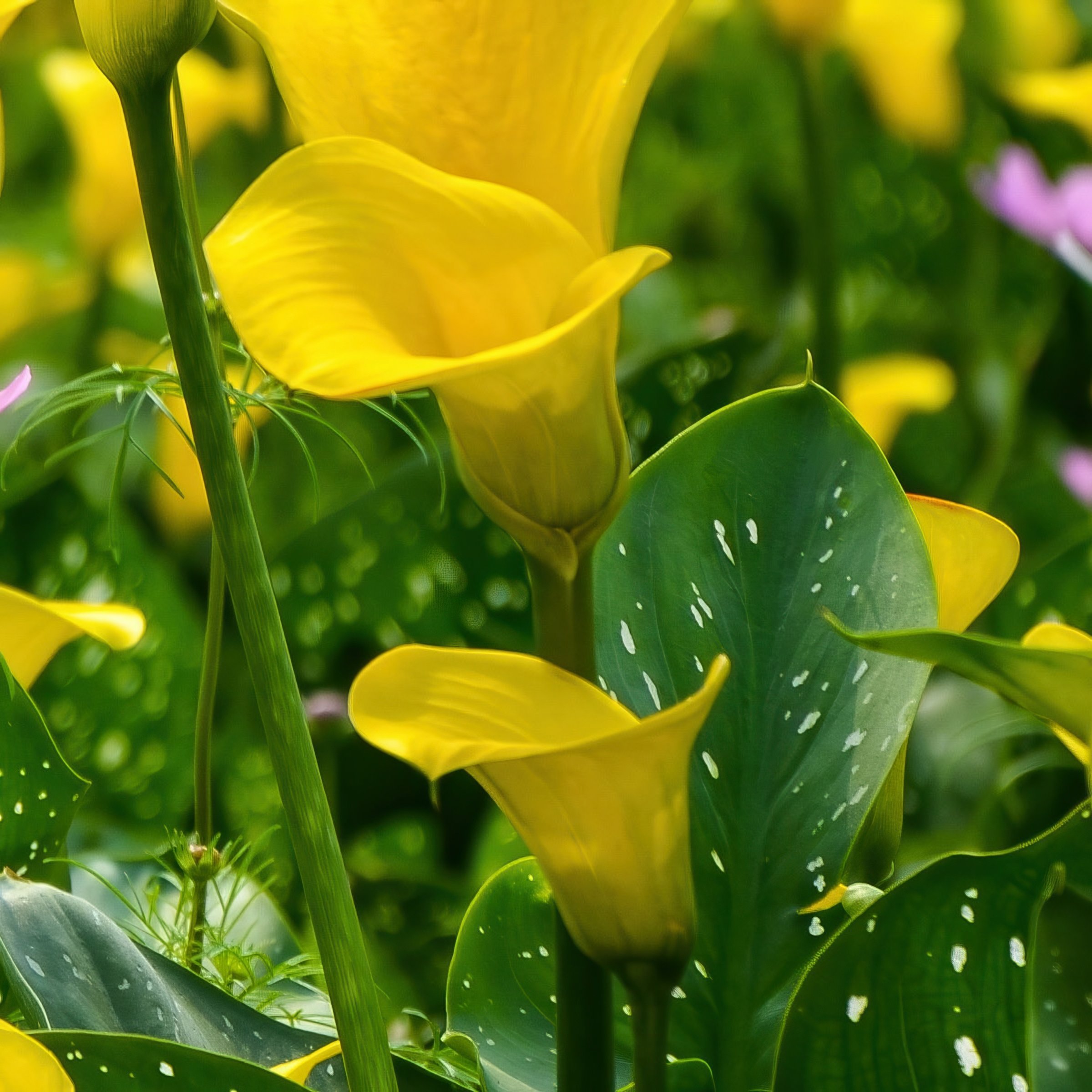 National Plant Network LW3410 Plant-Bulbs - View #10