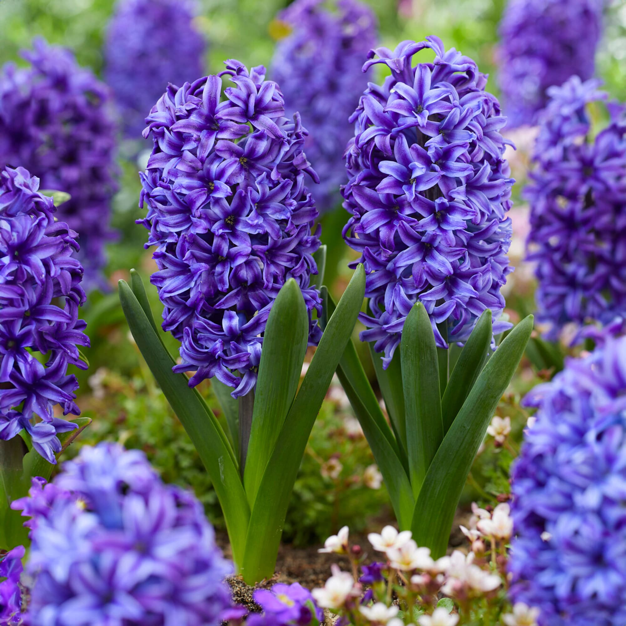 Garden State Bulb Blue Jacket Hyacinth Flower Bulbs 25-Count In The ...