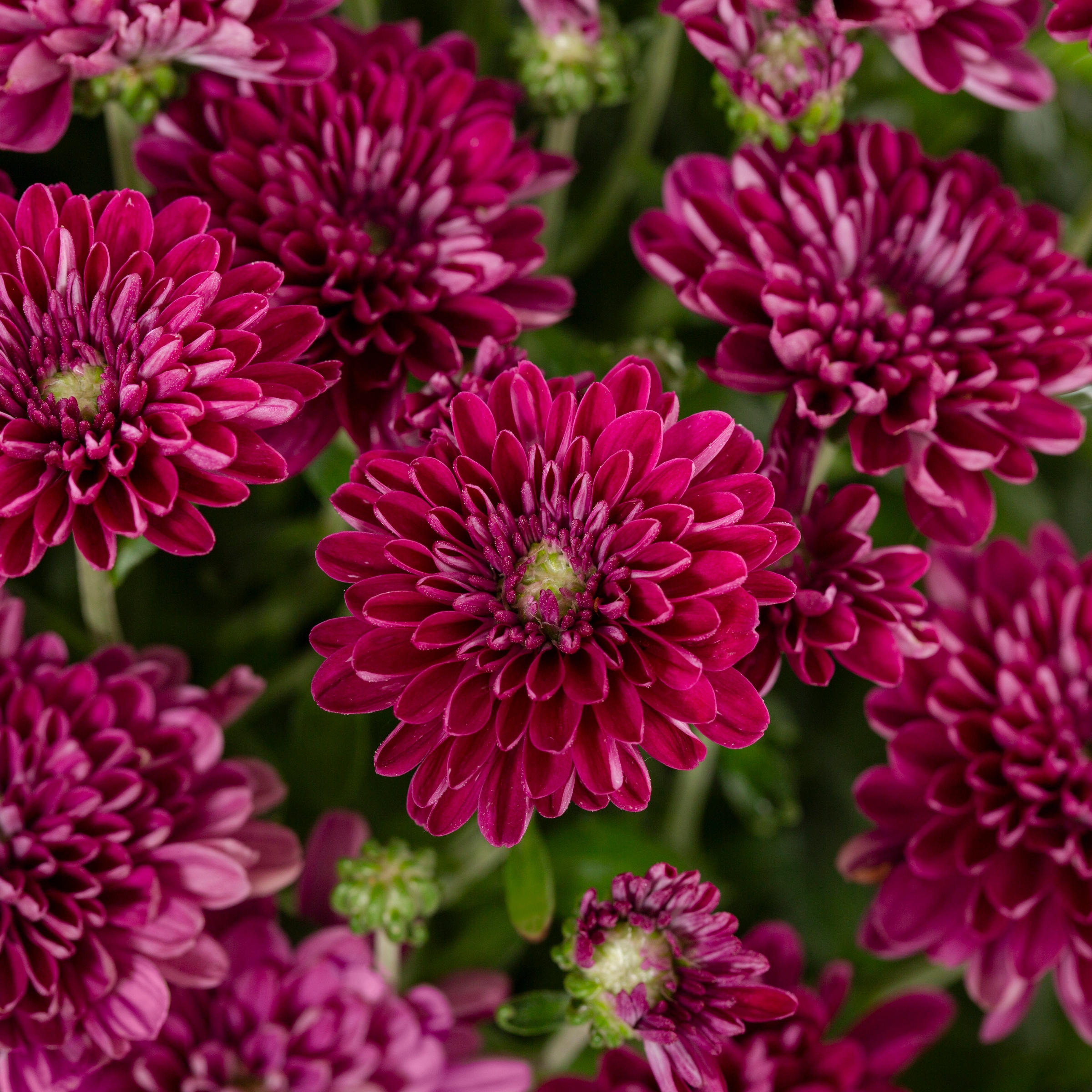 Lowe's Purple Mum in 1.5-Gallon Hanging Basket in the Annuals ...