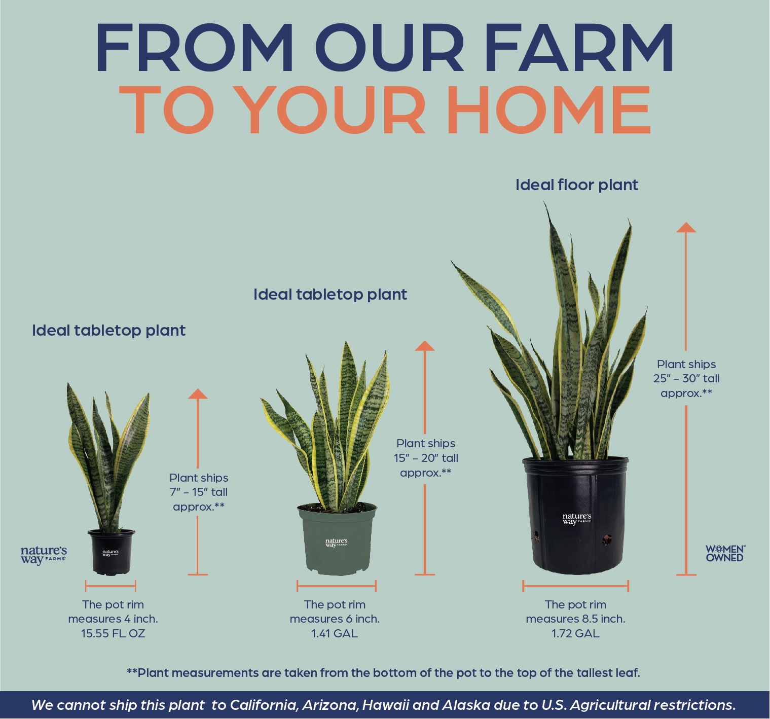 Lowe's 3838553 hseplants - View #4