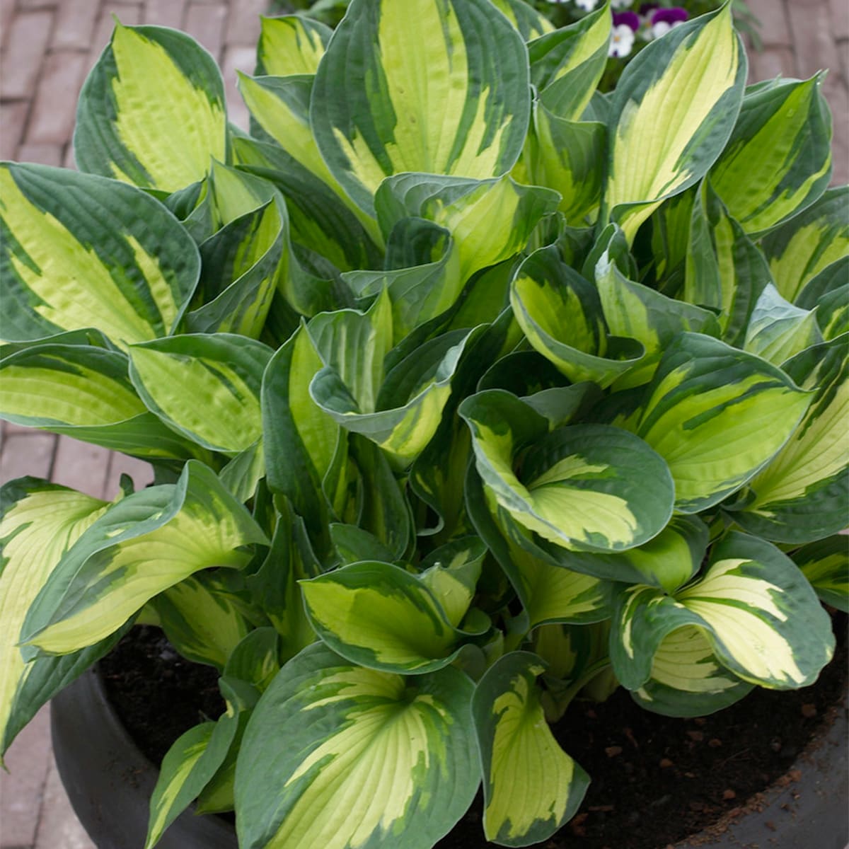 Van Zyverden 83789 Lavender Hosta Whirlwind Bulbs 3 Count