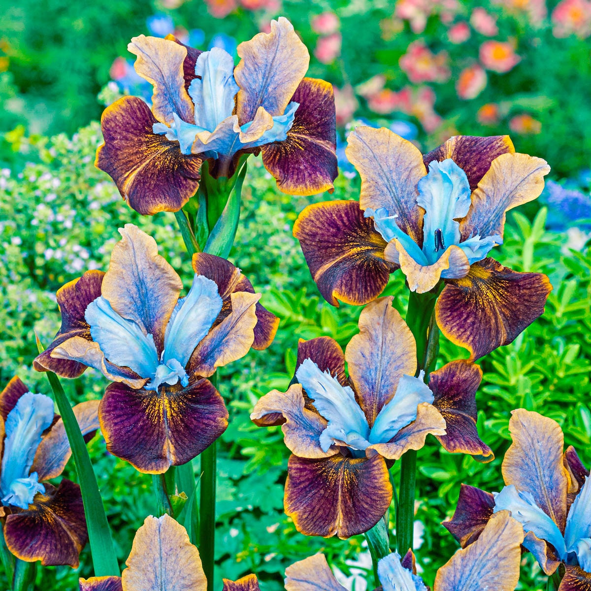 Lowe's Purple Lavender in 1.5-Gallon (s) Pot in the Perennials department  at