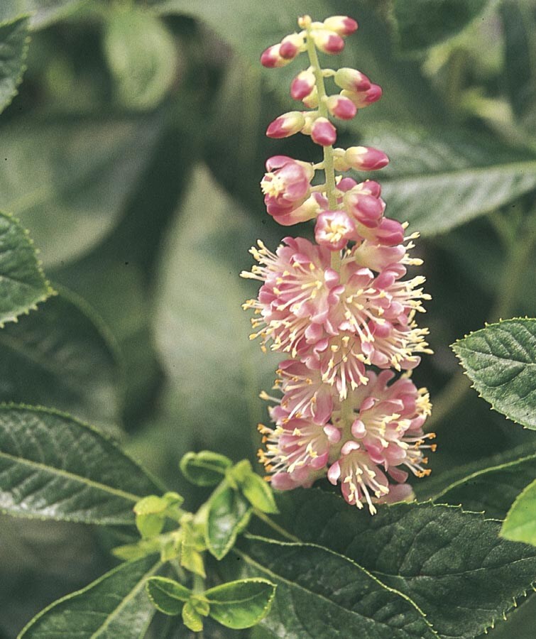 Lowe's NURSERY Pink Ruby Spice Summersweet Flowering Shrub In Pot (With Soil)