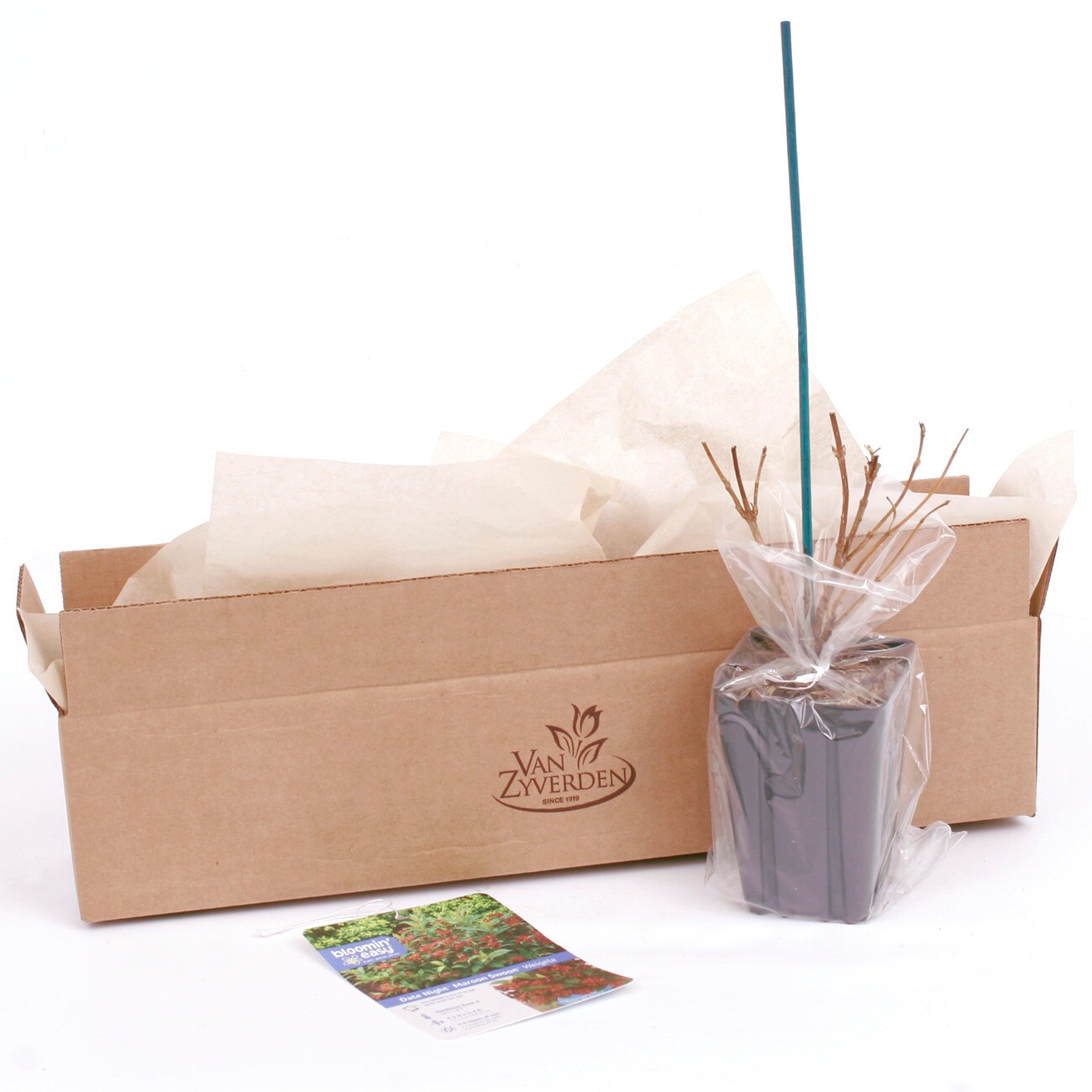 Van Zyverden 82925 Plant-Bulbs - View #8