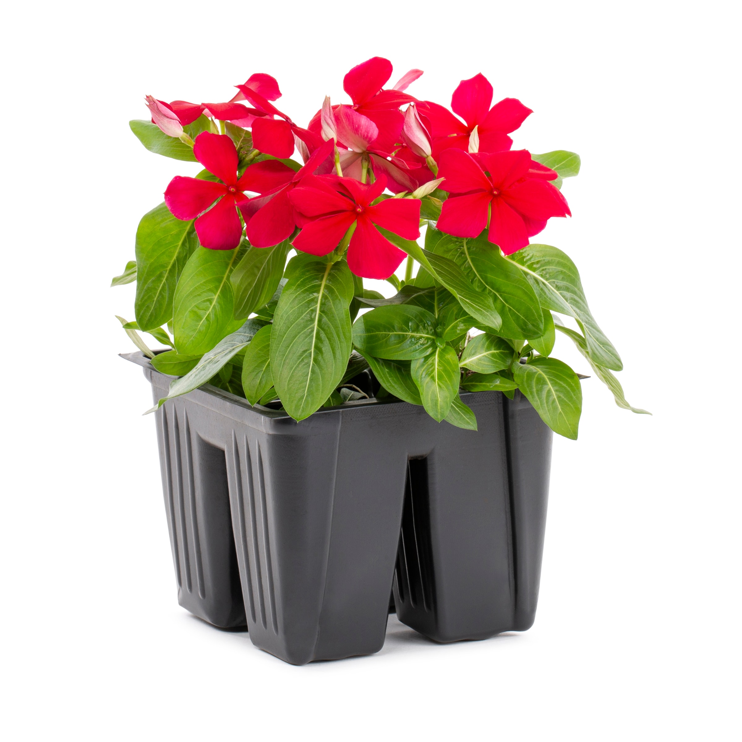 Lowe's 658920 annuals - View #5