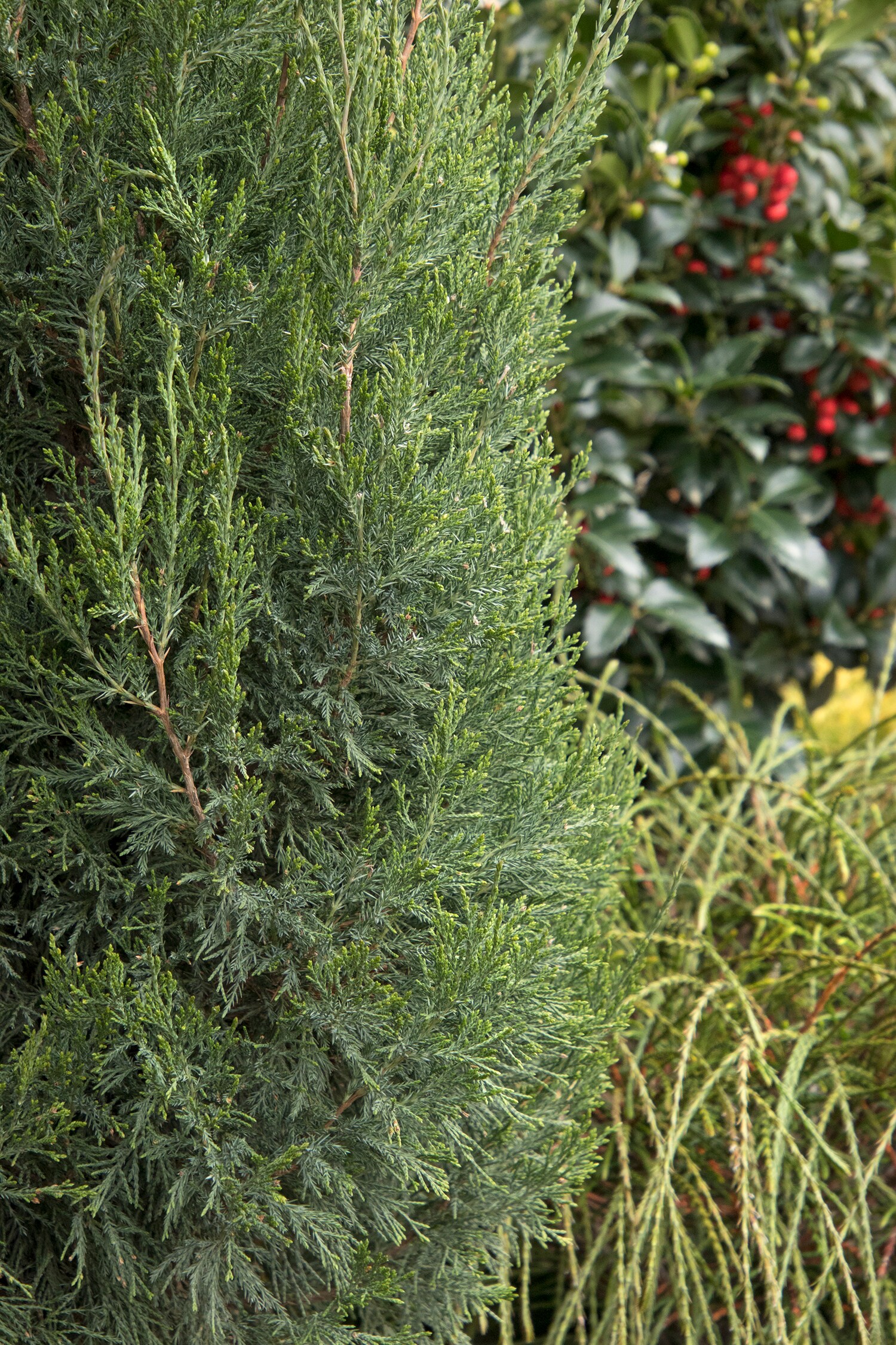 Monrovia 047305 shrubs - View #2