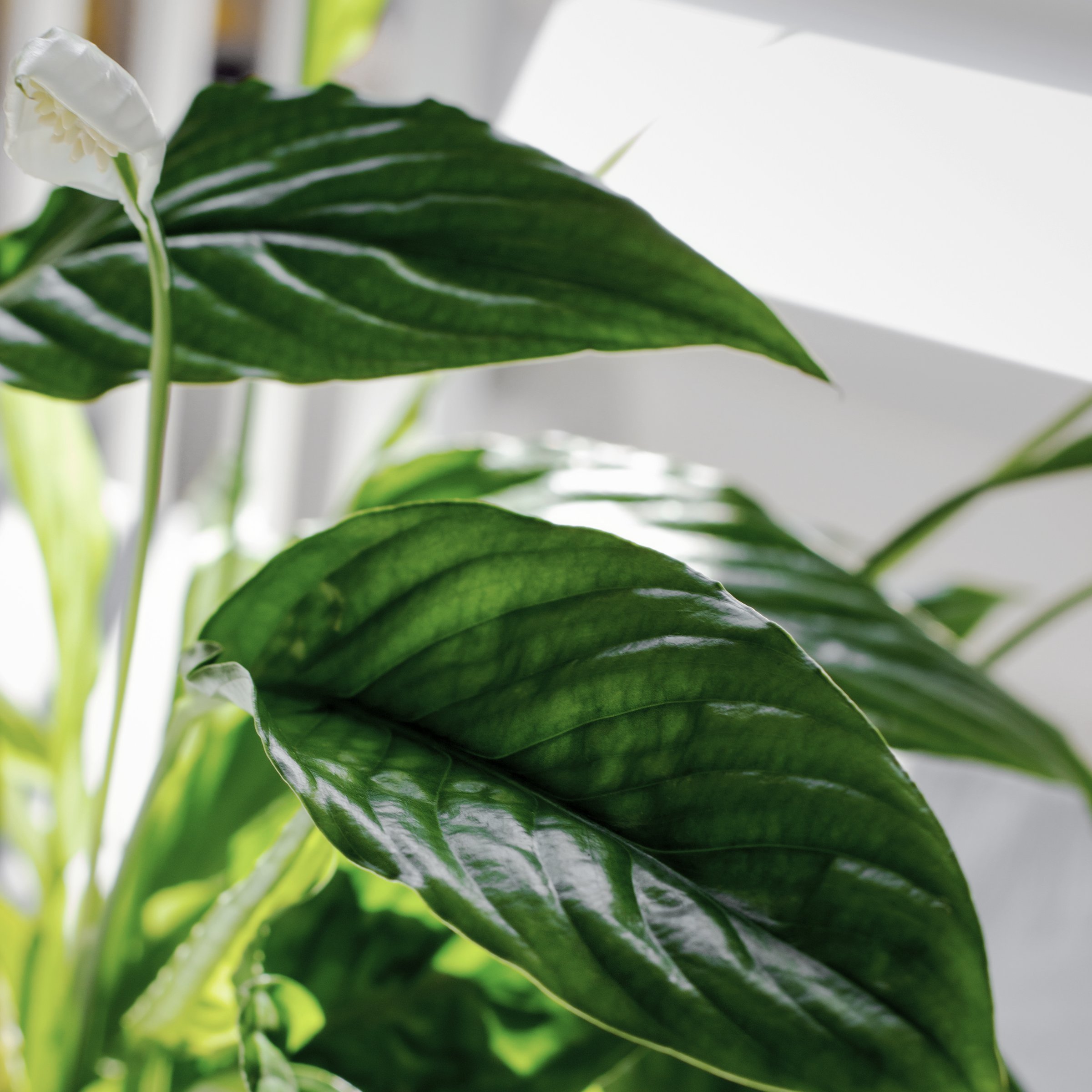 National Plant Network LW2363 hseplants - View #6