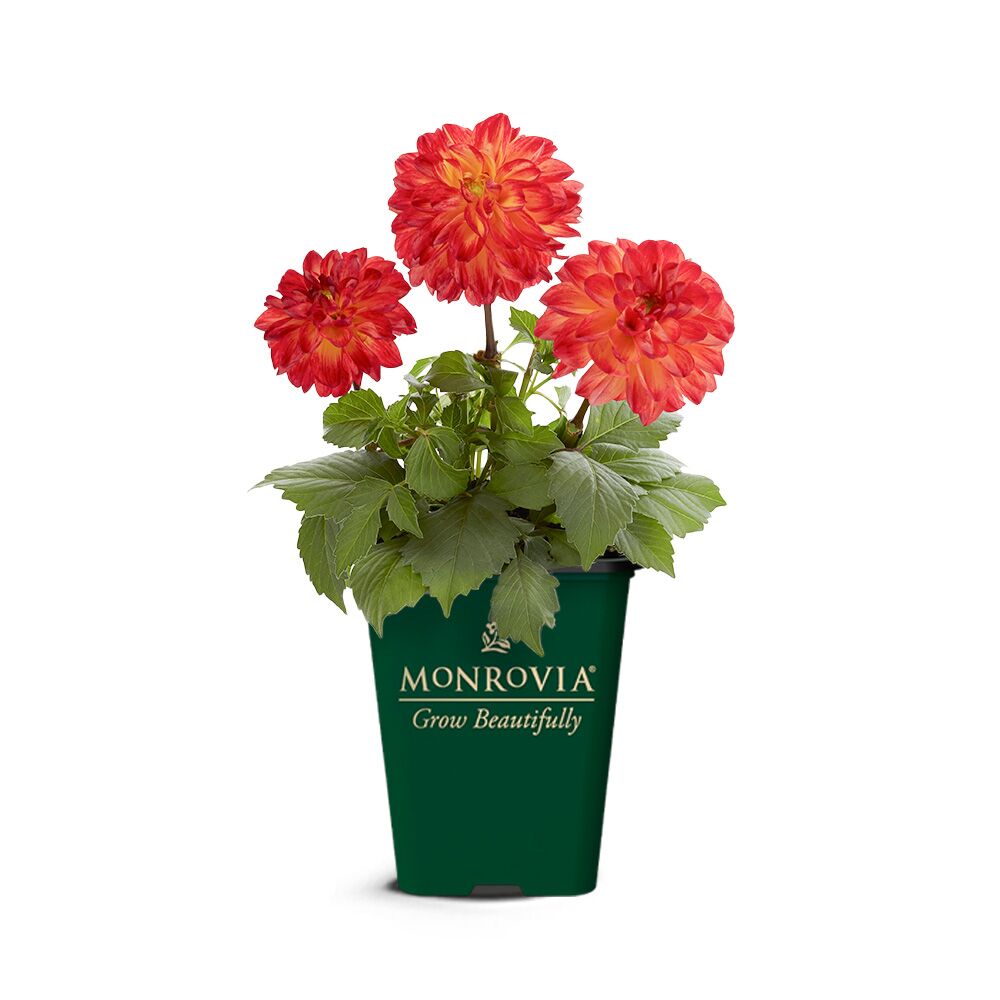 1.5 Pint Multicolor Cyclamen 1 -Pack - Low Maintenance