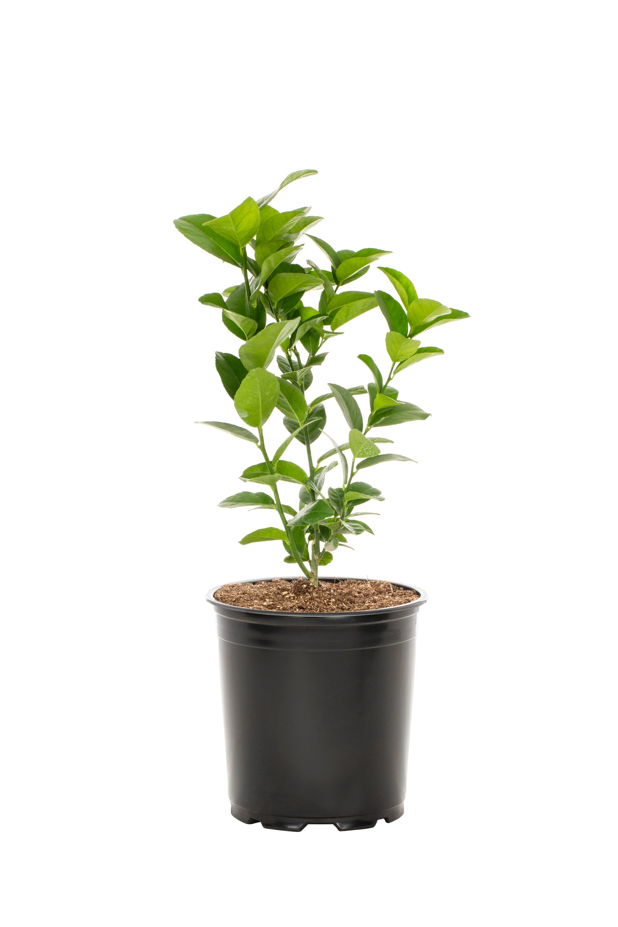 Metrolina Greenhouses 5112 1.0 -Pack Lime Plant in Pot Spring