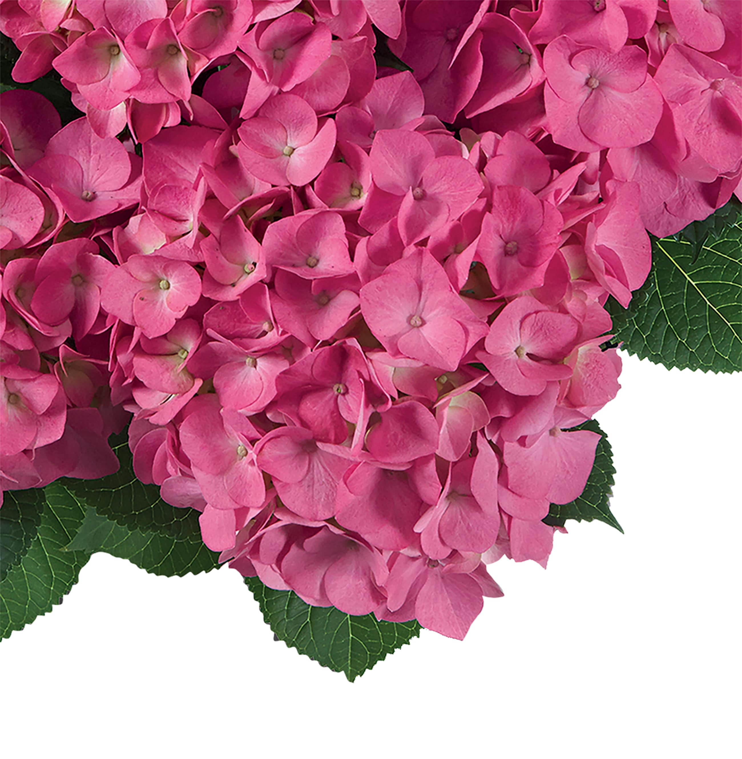  3071 shrubs - View #3