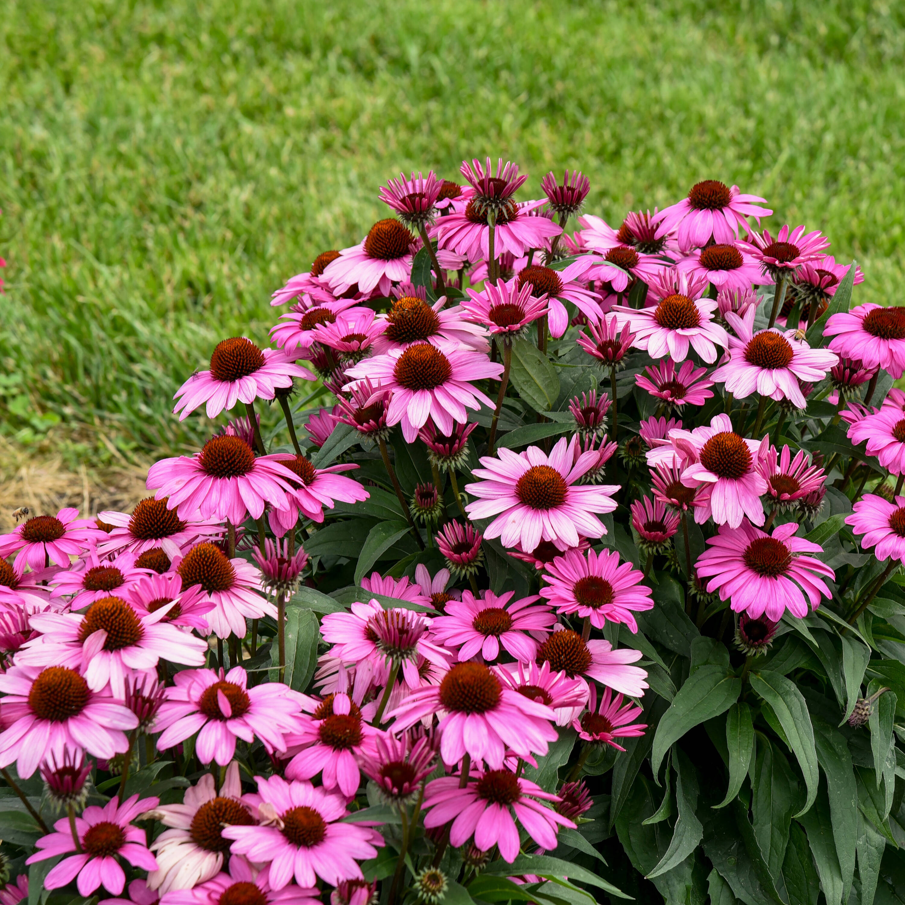 Proven Winners ECHPWP2996102 perennials - View #4