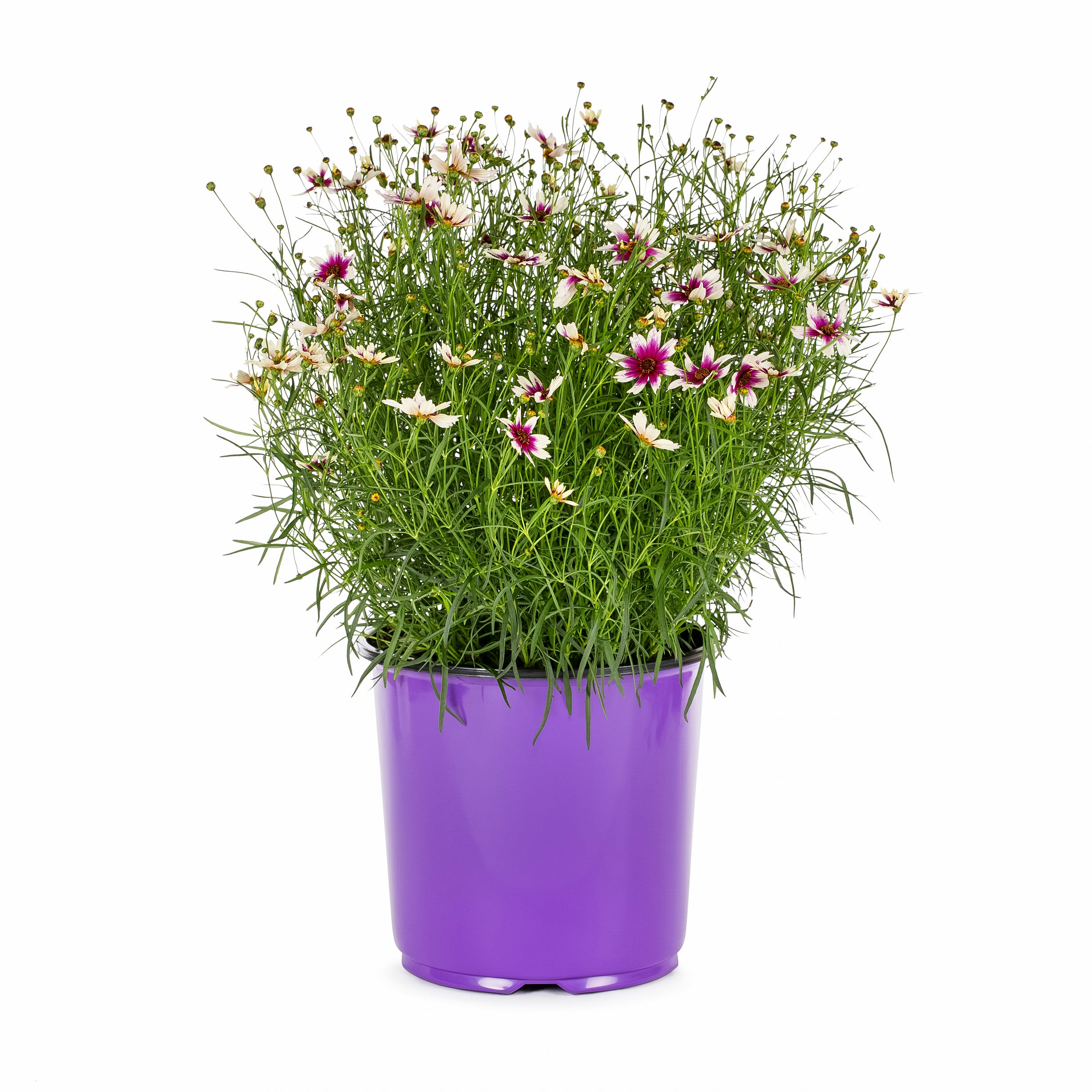 Lowe's 418170 Multicolor Coreopsis Plant in 1.50 -Gallon Pot 1.0 -Pack