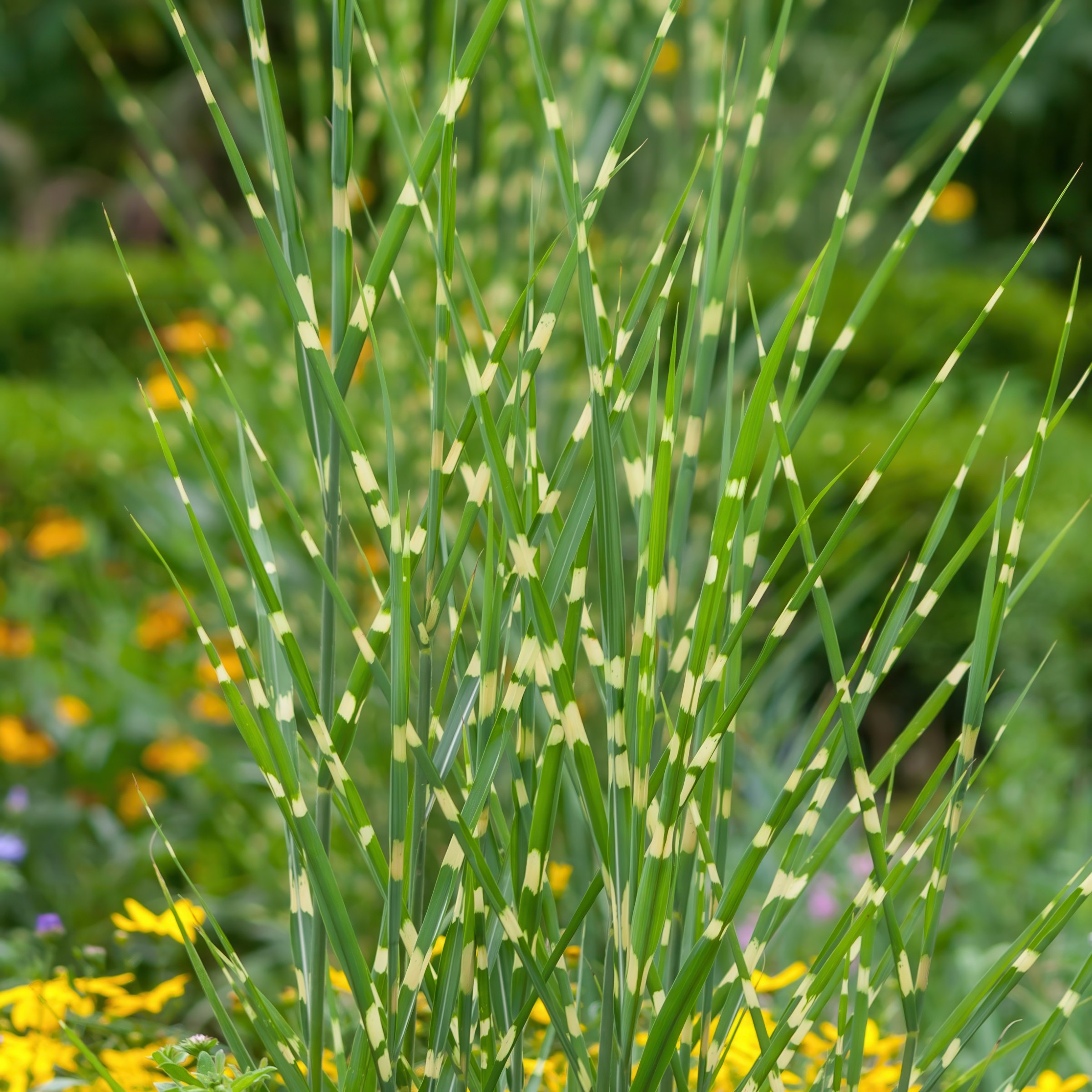 National Plant Network LW2208 perennials - View #4