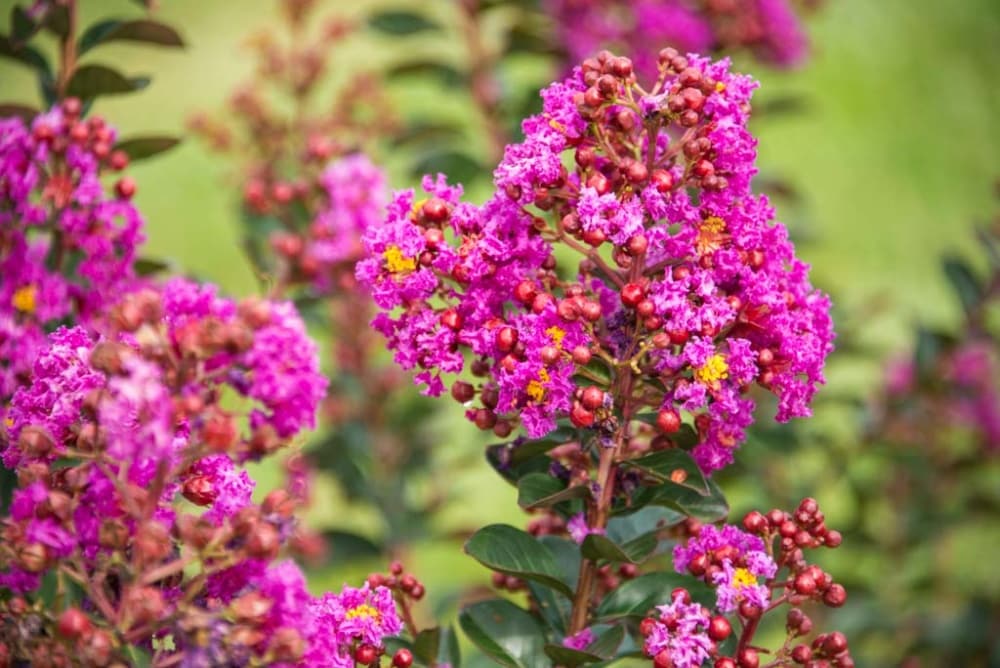 Spring Hill Nurseries 75437 shrubs - View #4