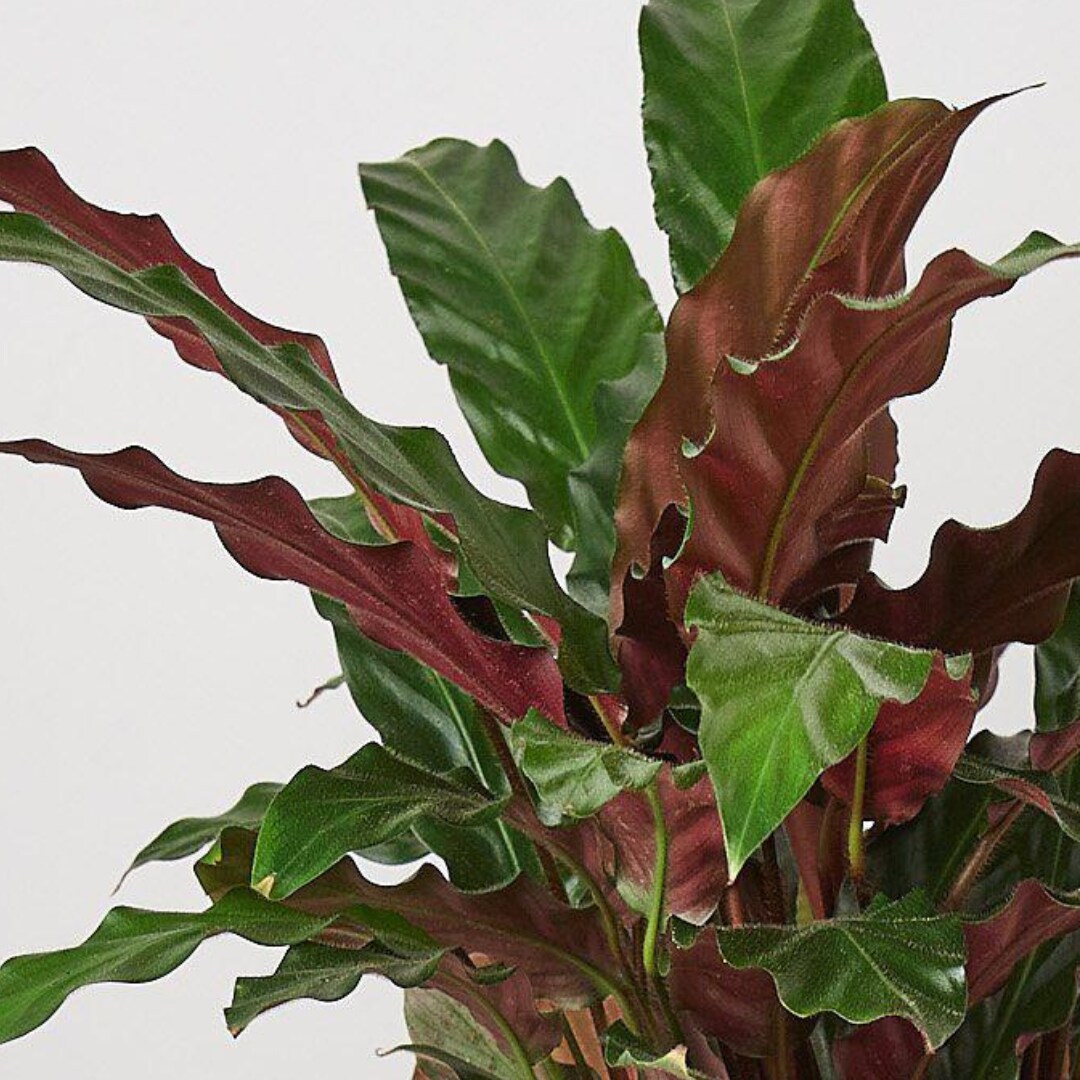 House Plant Shop 6-CALATHEA-FURRY hseplants - View #2