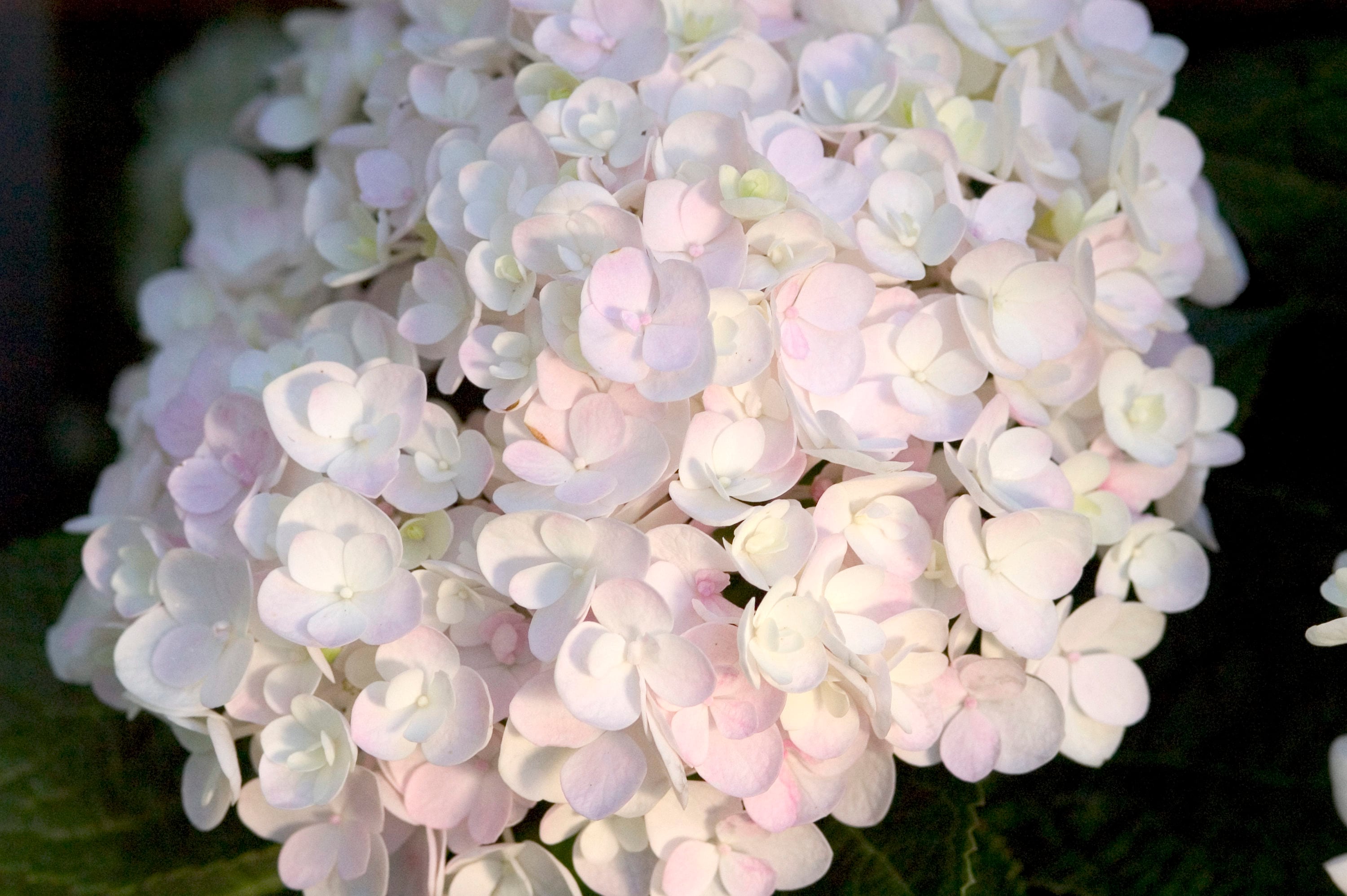 Endless Summer White Blushing Bride Hydrangea Flowering Shrub in 2
