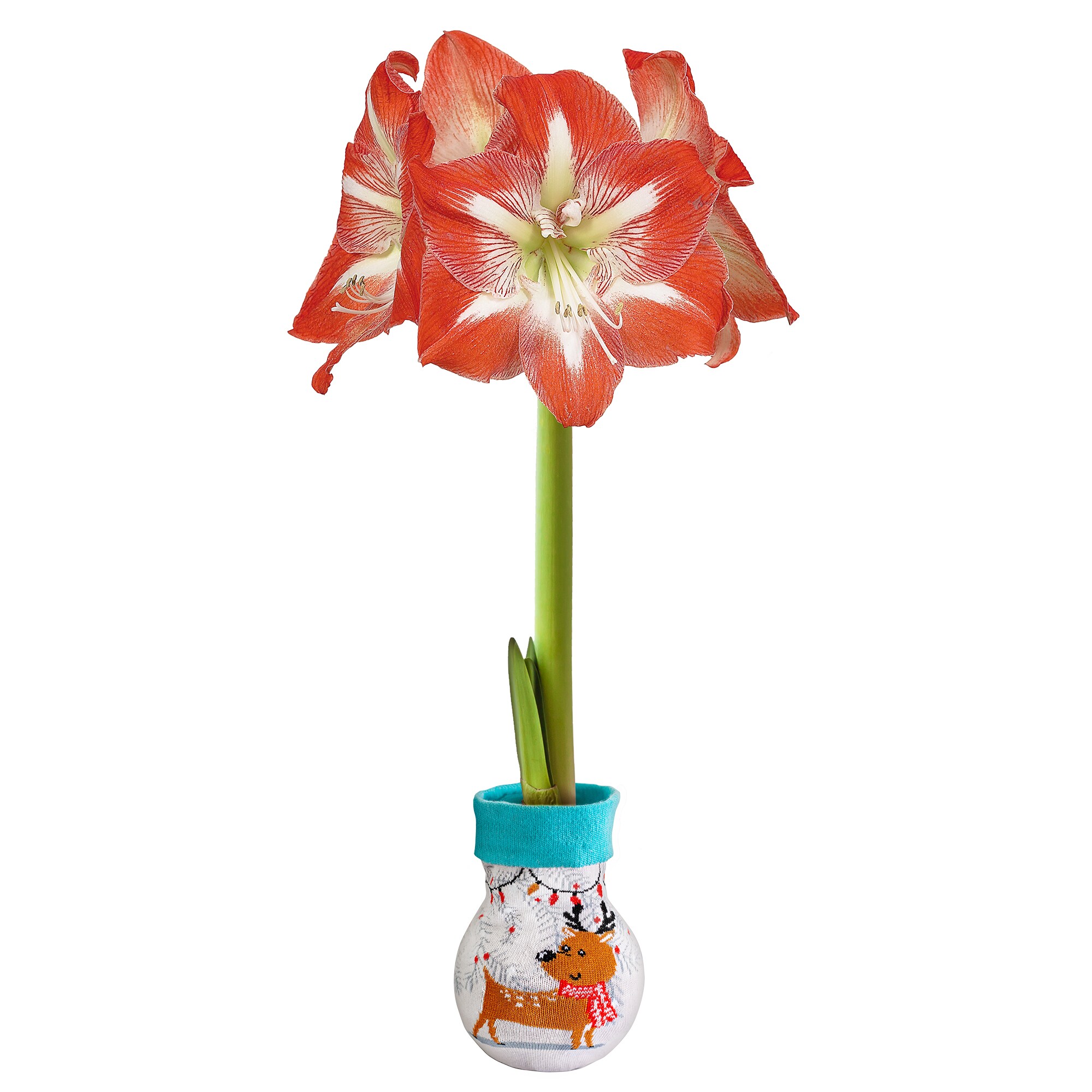 Garden State Bulb 10849 Multicolor Amaryllis Bulbs 1 Count