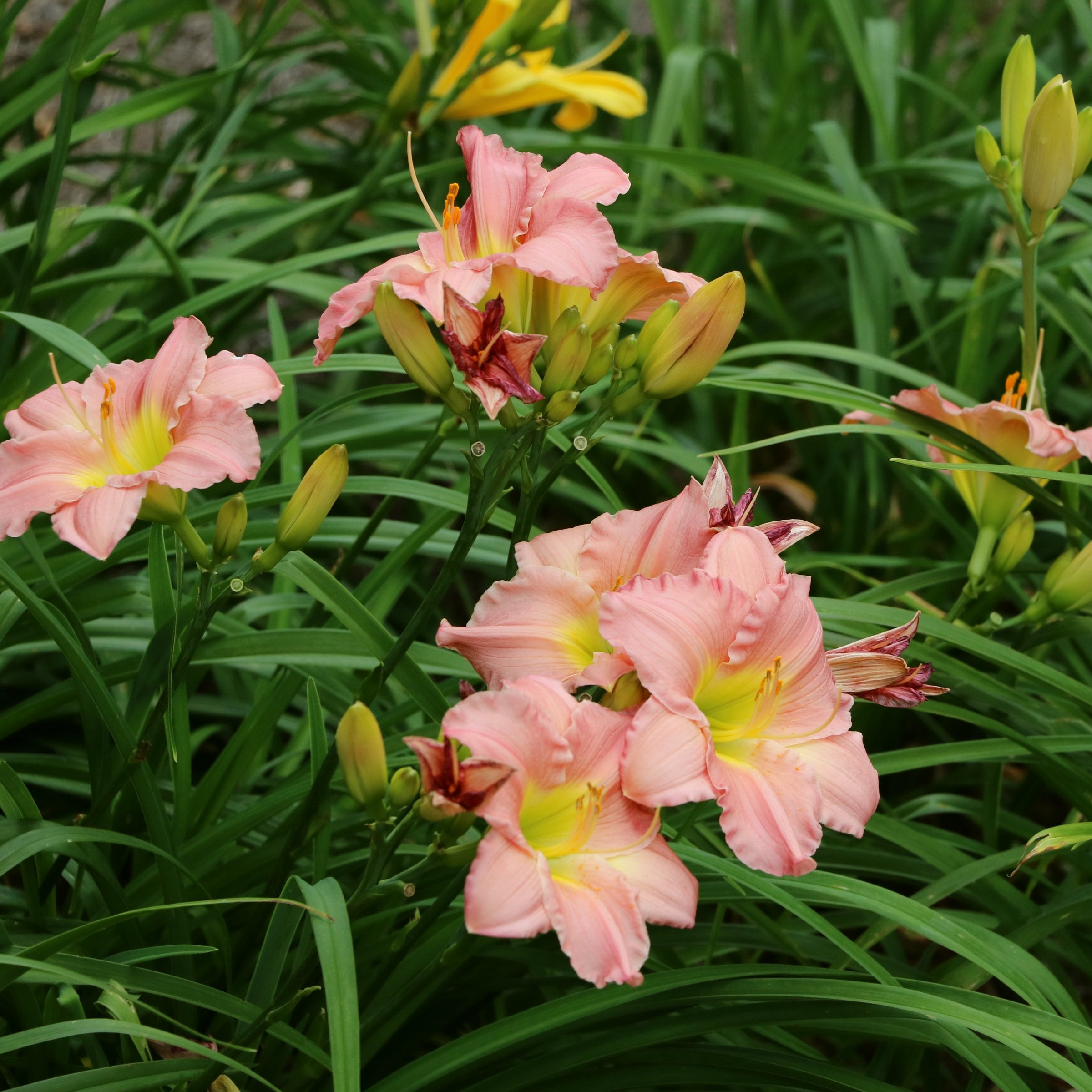 National Plant Network LW1984 perennials - View #6