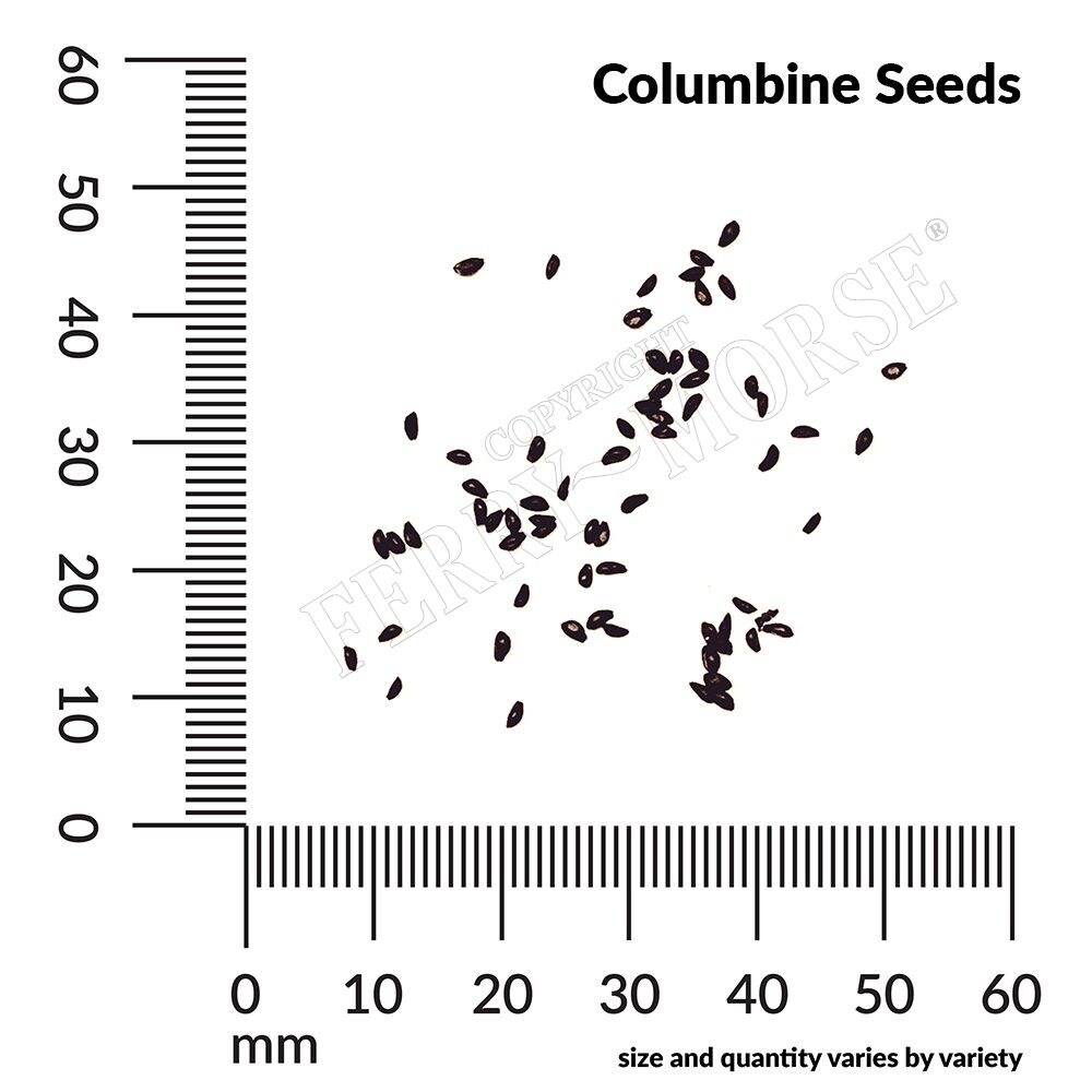 Ferry-Morse LC25.5524 seeds - View #4