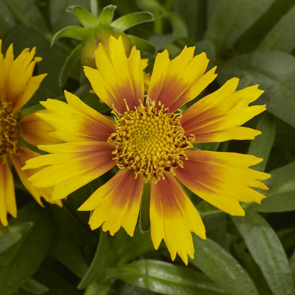 Coreopsis Perennials at Lowes.com