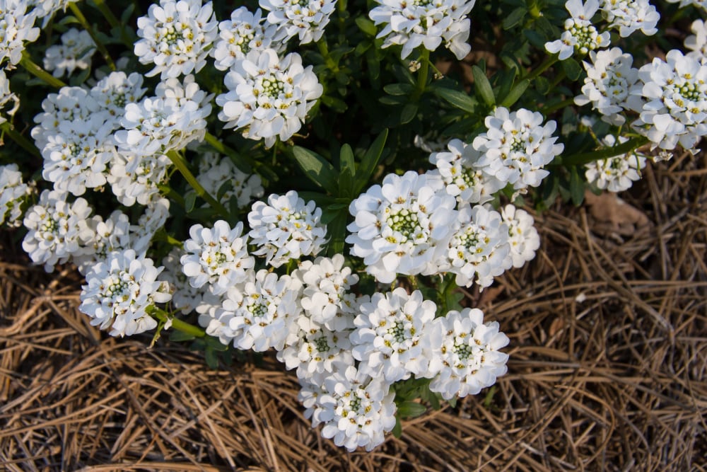 Spring Hill Nurseries 83433 perennials - View #4