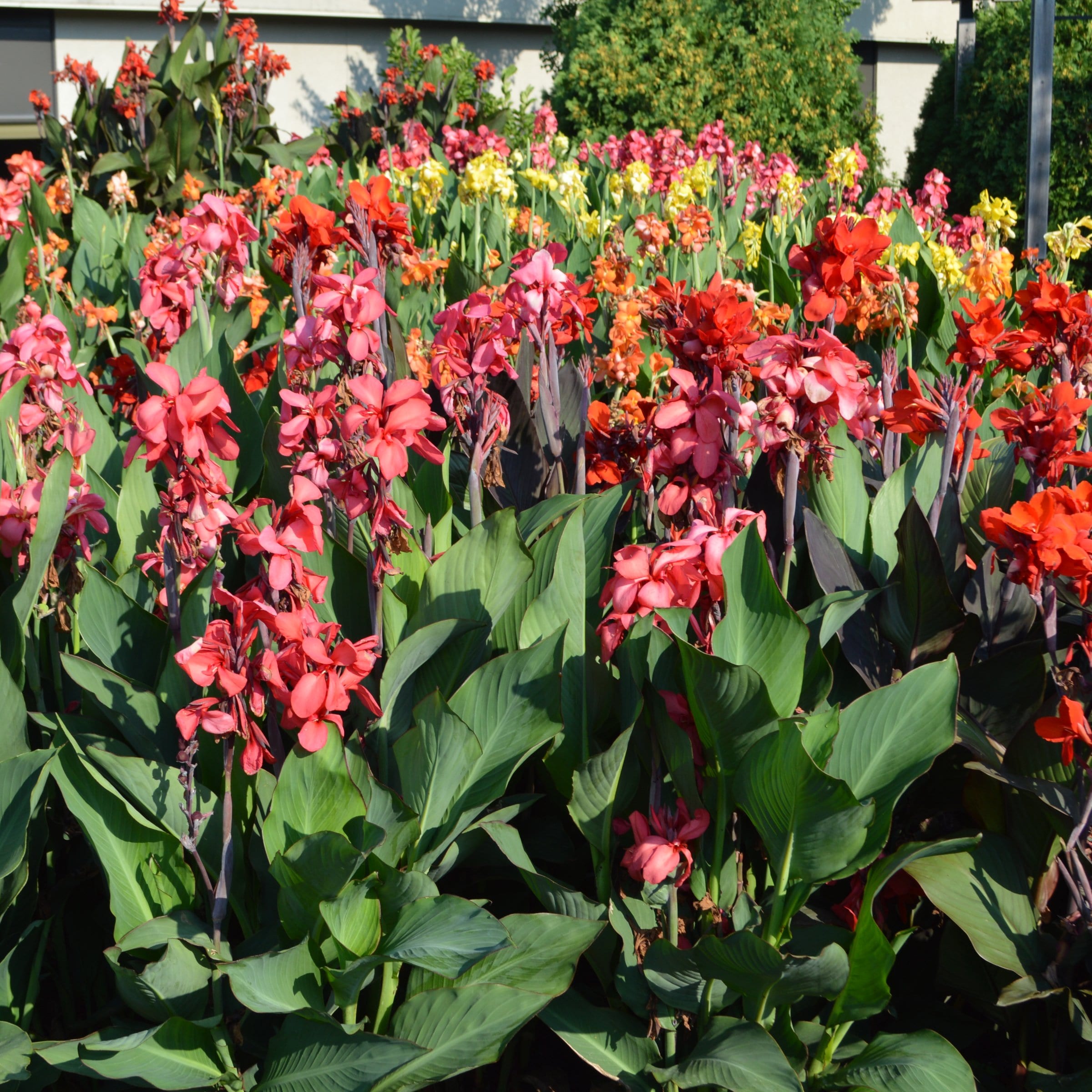National Plant Network LW1970 perennials - View #2