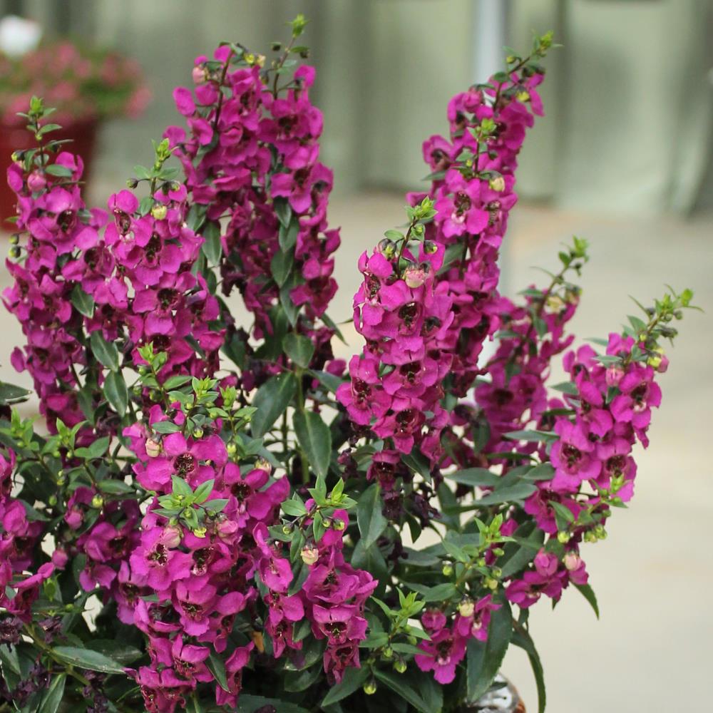 Monrovia Multicolor Flower in 1-Gallon Pot in the Perennials department at