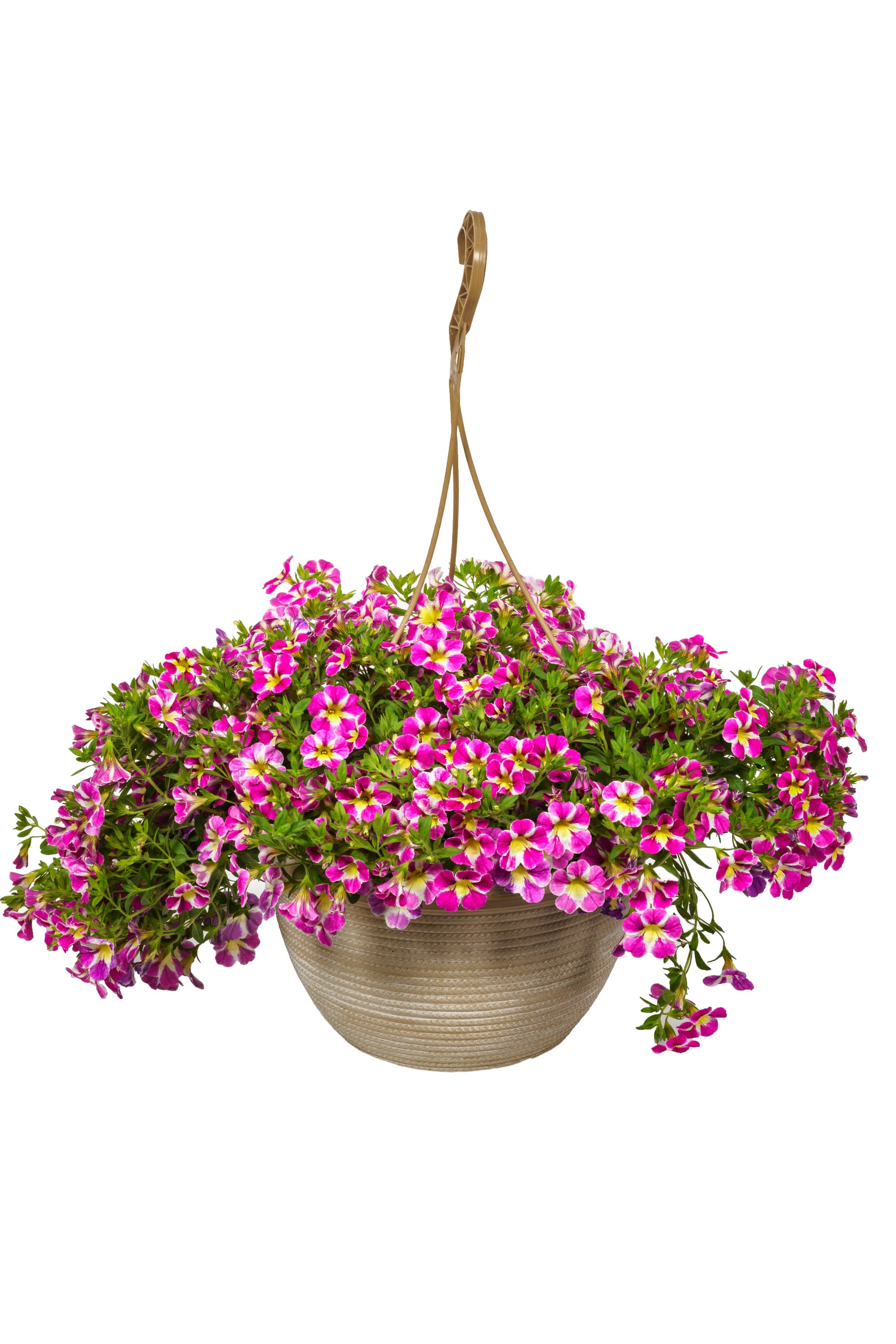 Lowe S Multicolor Mixed Annuals Combinations In 2 Gallon Hanging Basket   46561868 