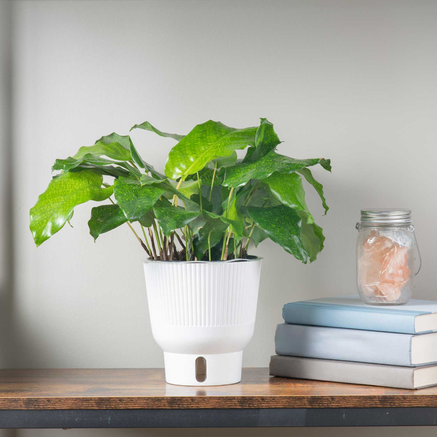 Costa Farms CO.TTCALNET06.1.UP hseplants - View #2