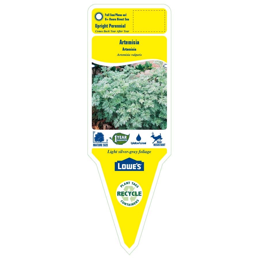 Artemisia in 1.5-Gallon (s) Pot at Lowes.com