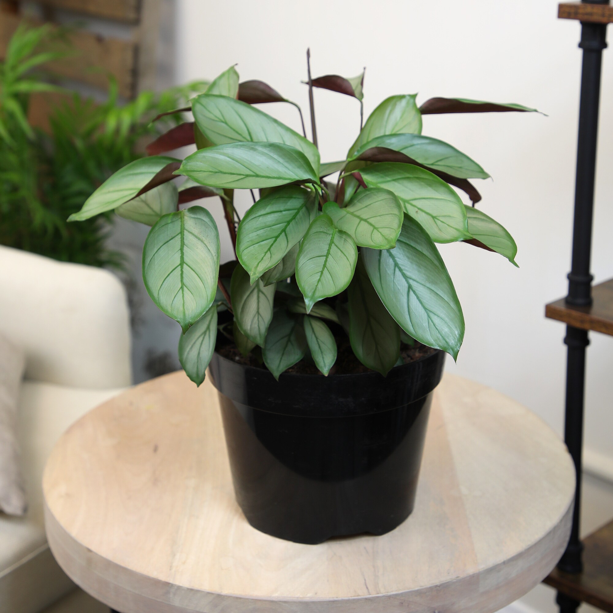 Altman Plants 0873099 hseplants - View #8