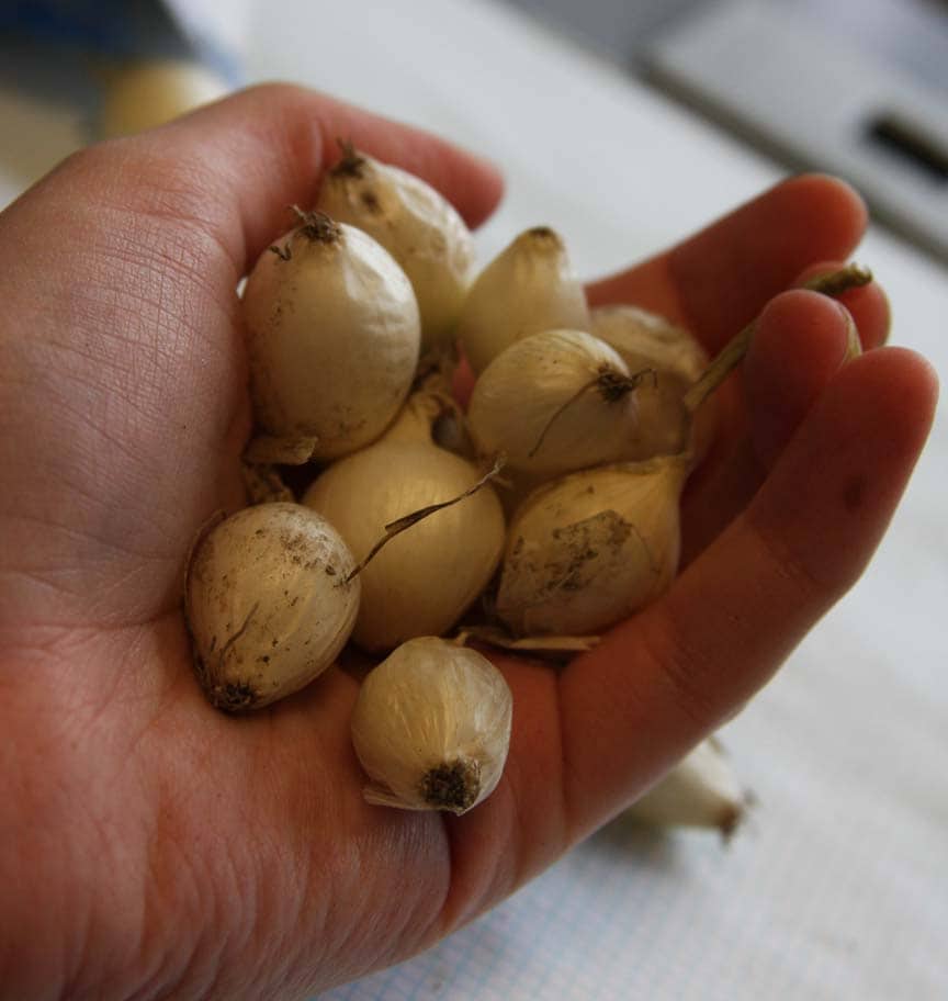  35.23917 No Flowers Silver Moon Organic Onion-Set Bulbs