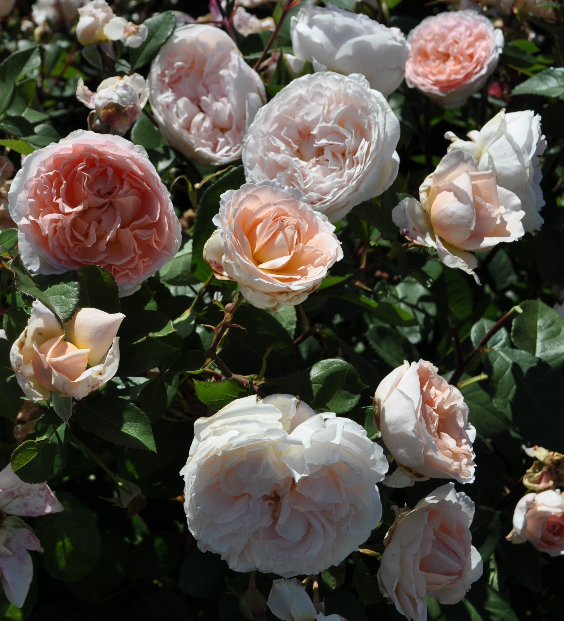 National Plant Network LW1430 roses - View #5