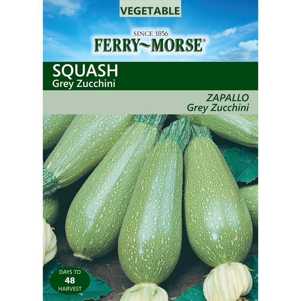 Ferry-Morse 473602.135.416616 5.25-Gram Squash Grey Zucchini (L0000)