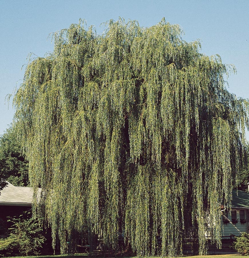 13 35 Gallon Insignificant Green, Can Weeping Willow Grow In Shade
