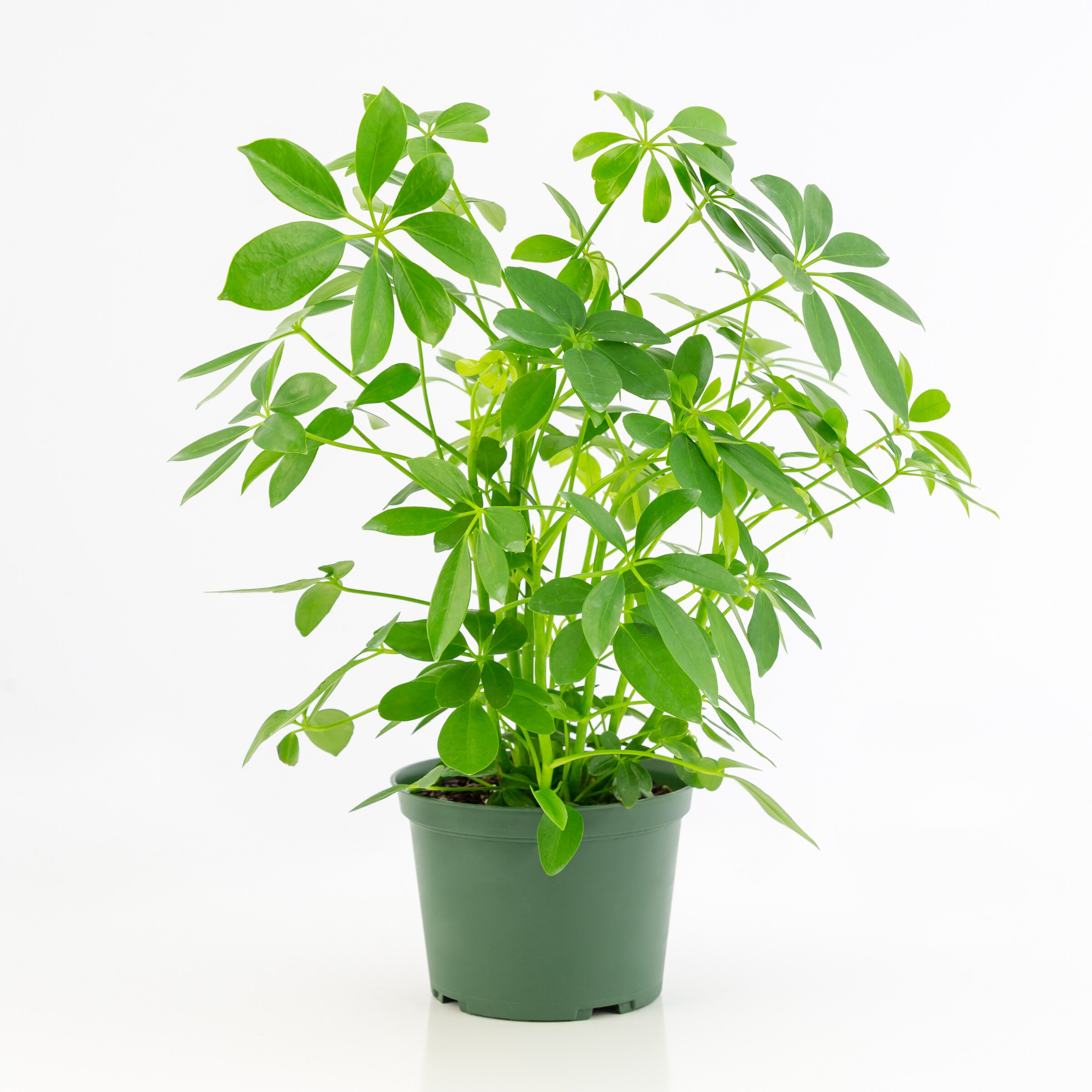 Schefflera Arboricola Plants Bulbs Seeds At Lowes