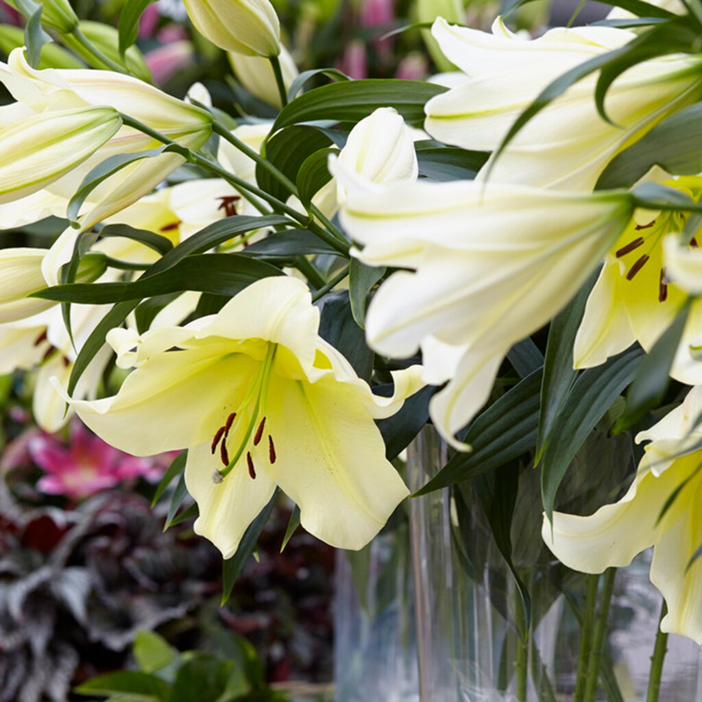 Van Zyverden 83477 Plant-Bulbs - View #2