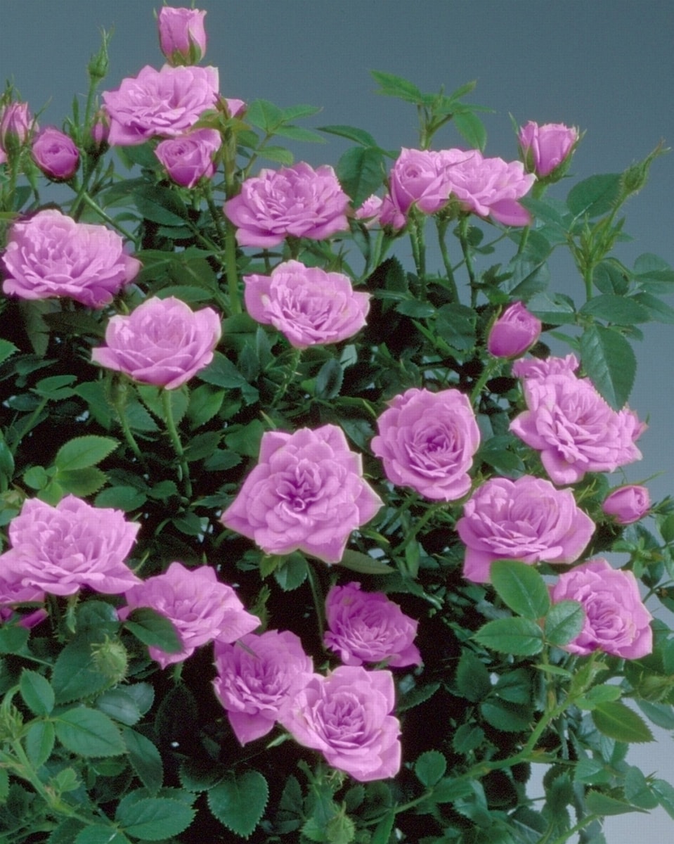 National Plant Network Multicolor Lavender Jewel Rose 3 Pack(s) in ...