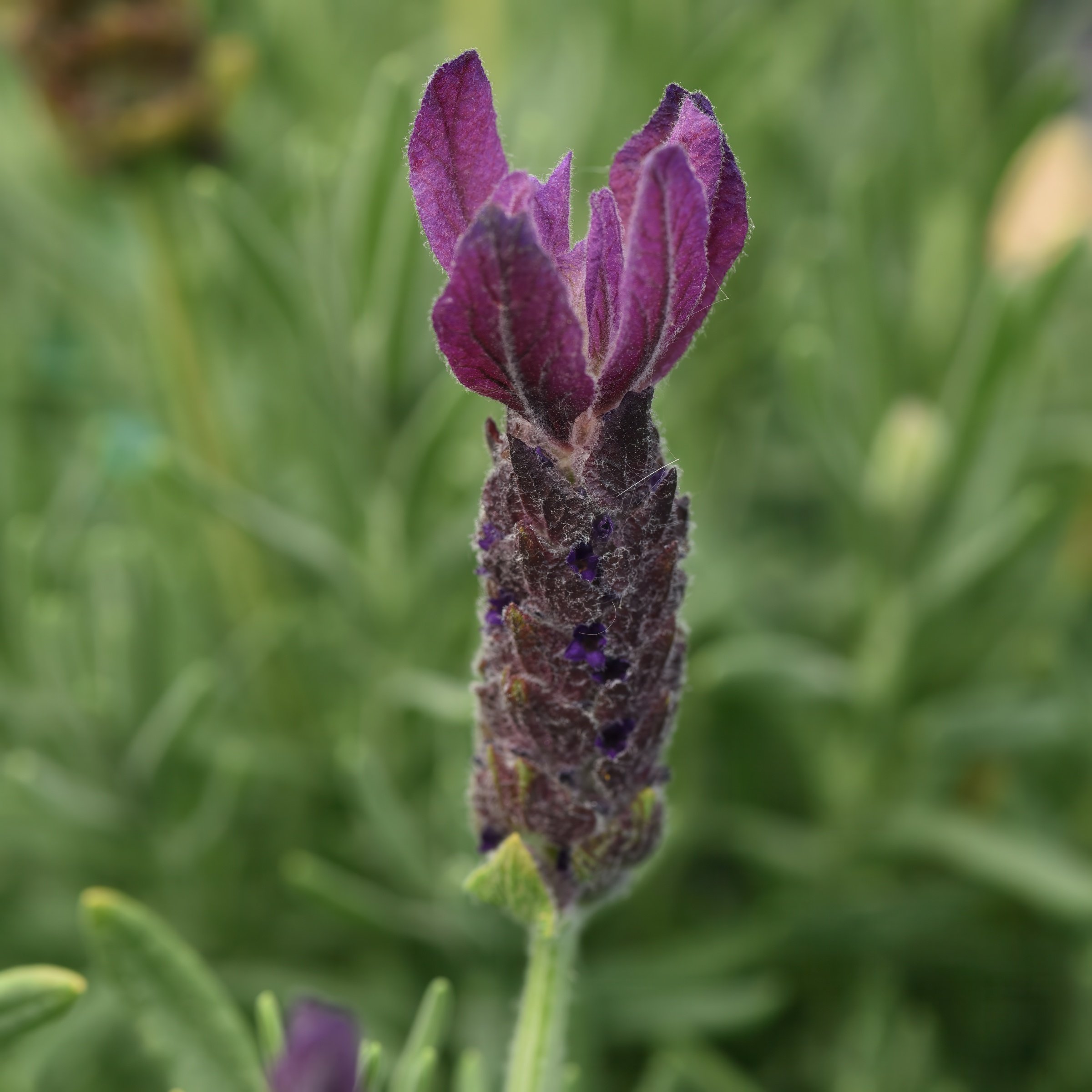National Plant Network LW2206 Purple Lavandula Primavera Plant in 3.25 -in Pot 3 -Pack
