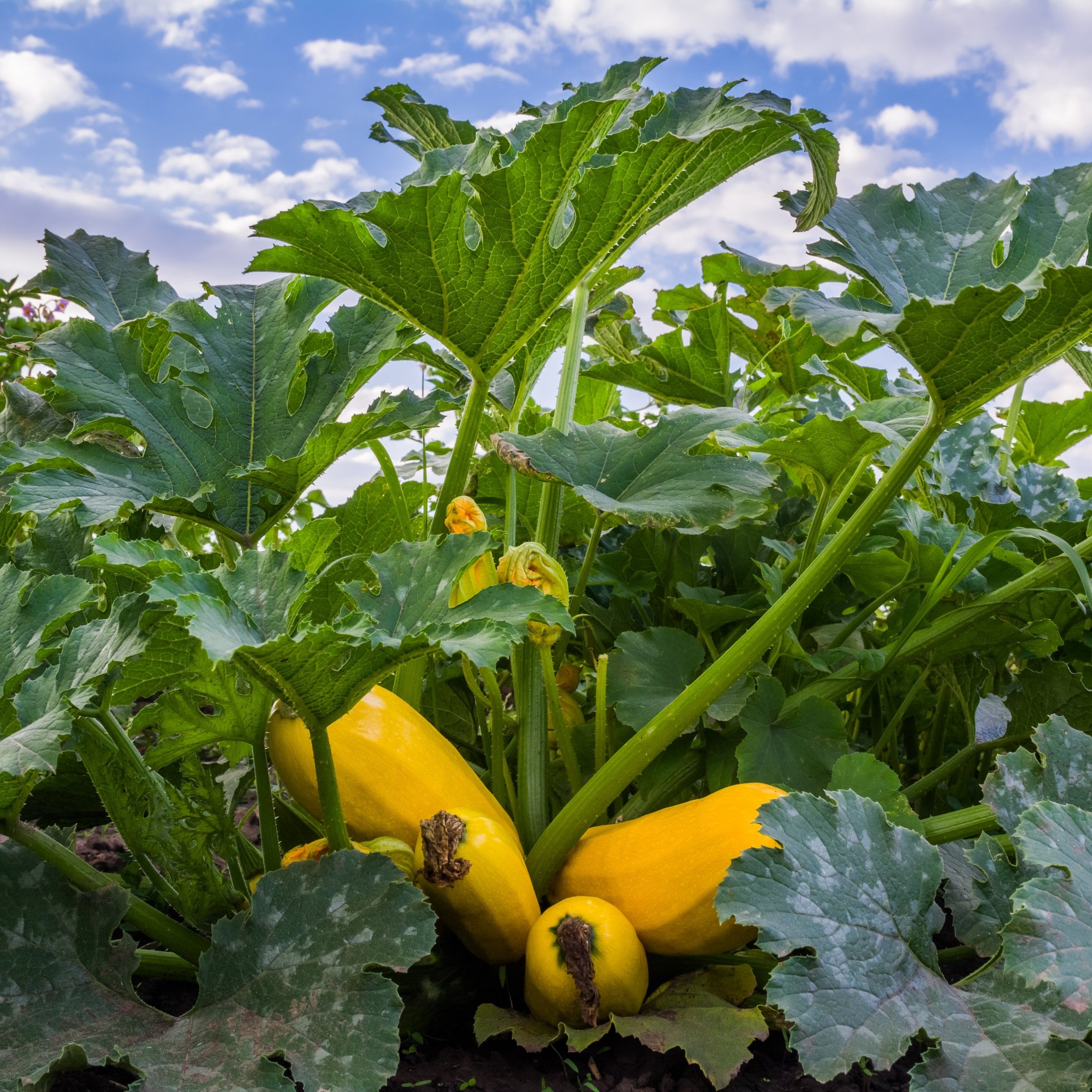 National Plant Network LW2259 Vegetable-Plants - View #6