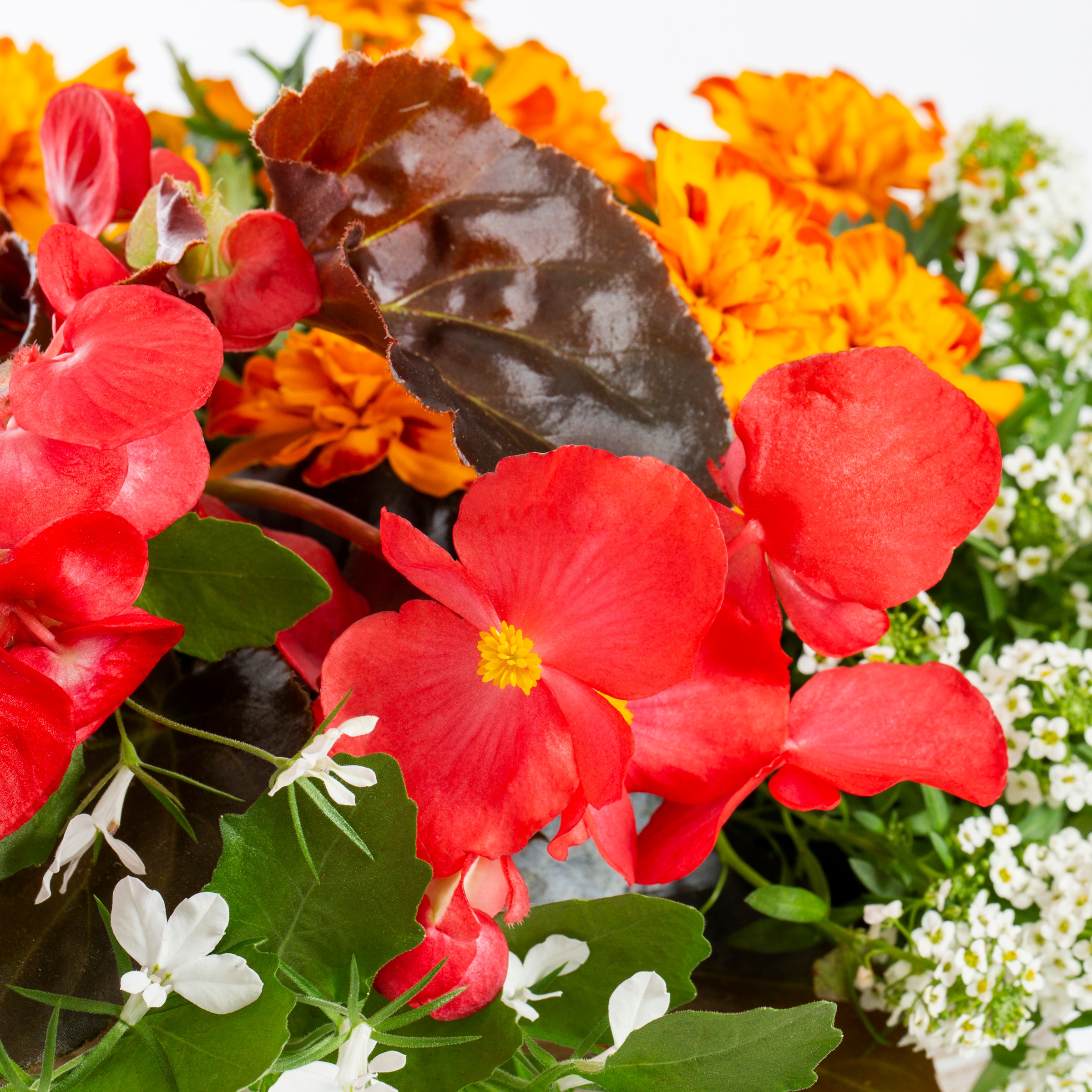 Lowe's NURSERY annuals - View #2