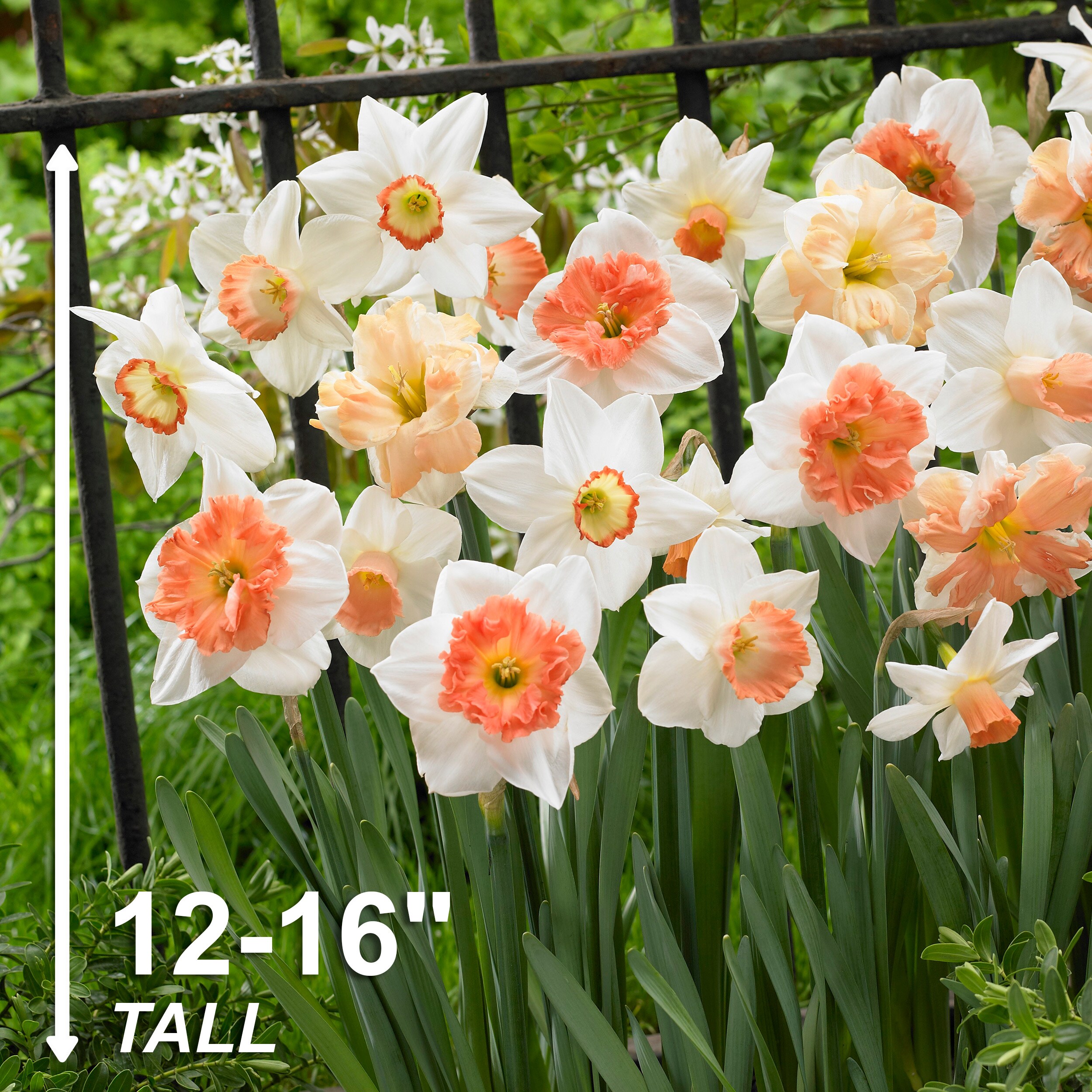 Garden State Bulb ECF-09-250 Plant-Bulbs - View #3