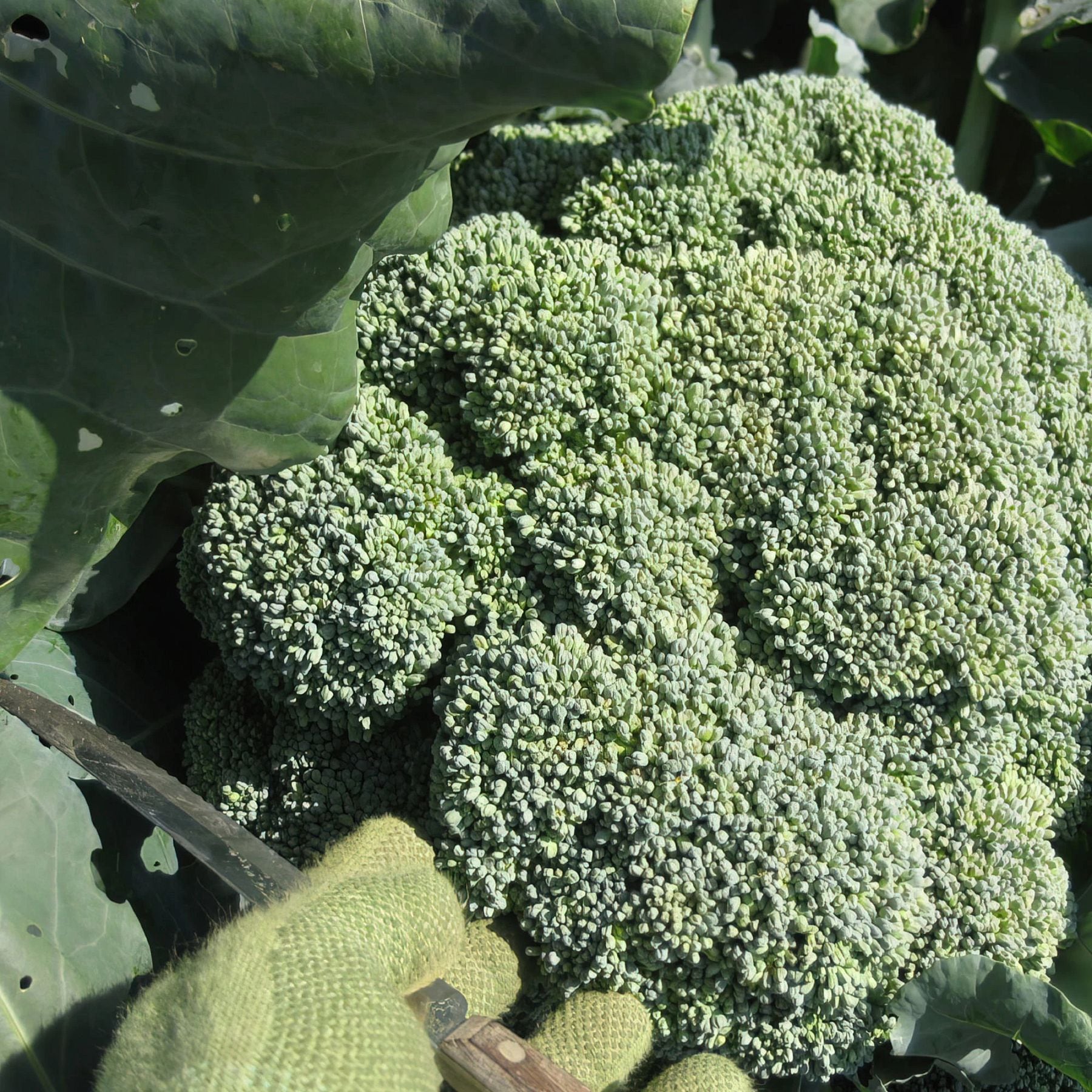 Bonnie Plants 207802 Vegetable-Plants - View #3