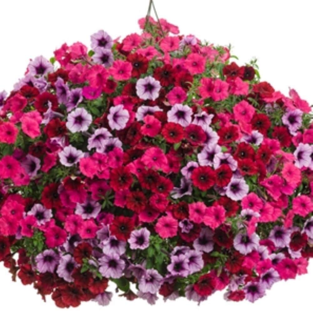 Lowe's NURSERY Multicolor MIXED ANNUALS in 3 Gallon(s) Planter 6 -Pack