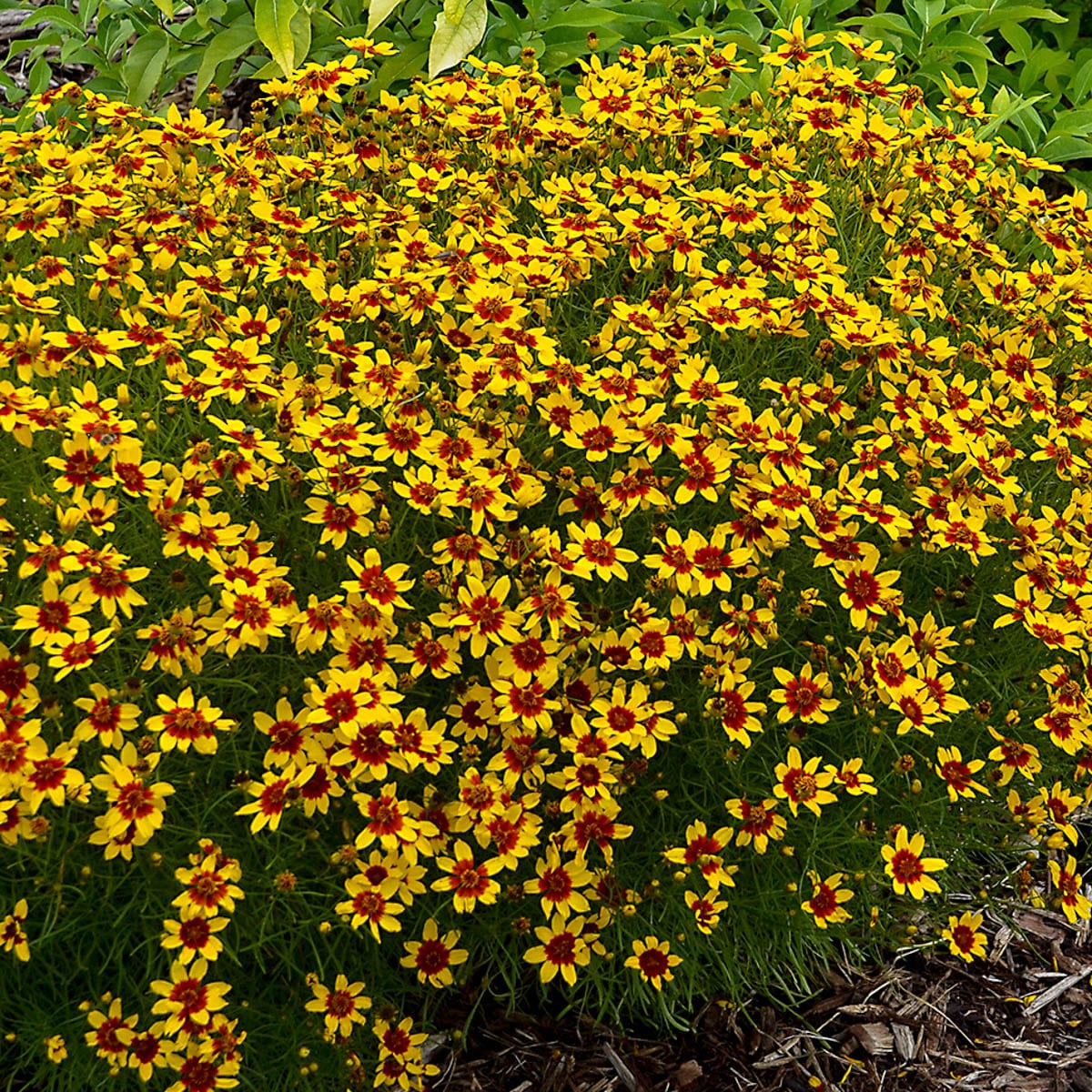 Flowering Sunfire Coreopsis Perennial Plant Plants, Bulbs & Seeds at ...