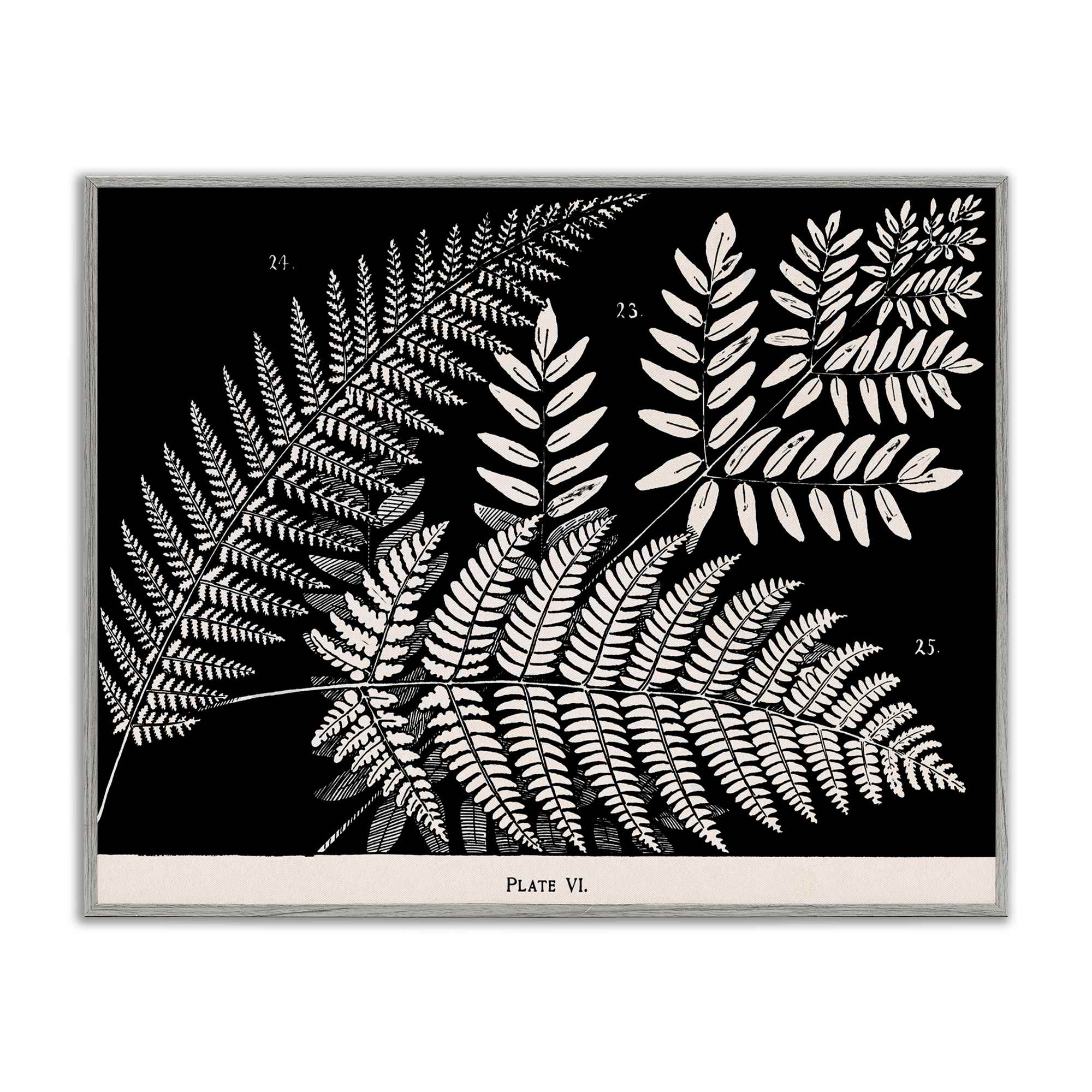 Stupell Industries BT-464-GFF-24X30 Fern Varieties on Black Gray Framed Giclee Art By Phillipa Katz 30 x 24