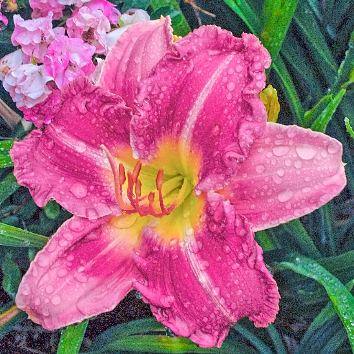 Direct Gardening 97174 Pink Flowering Stolen Treasure Daylily Dormant Starter Plant in 1 -Pack Bareroot 3 -Pack