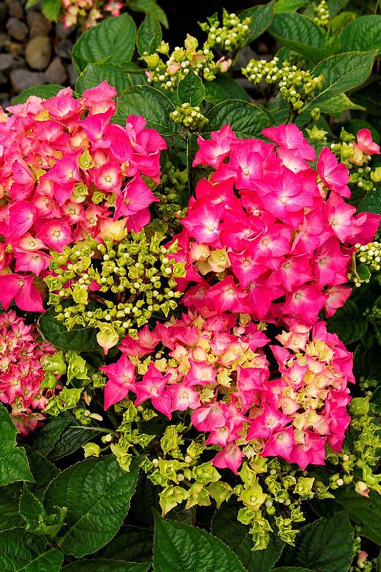 Image of Pink elf french hydrangea in a pot