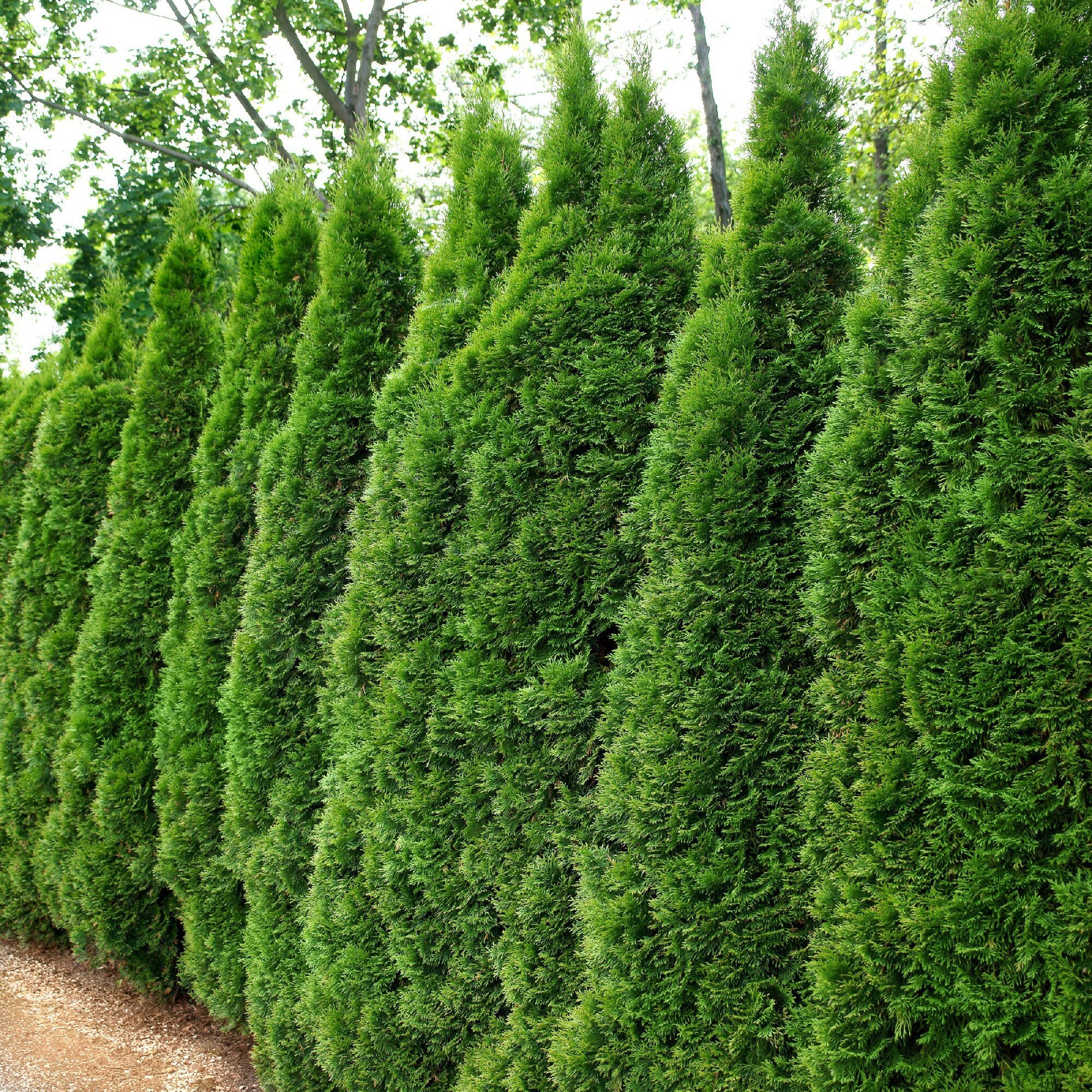 National Plant Network 2-Pack Screening Arborvitae In Pot (With Soil ...